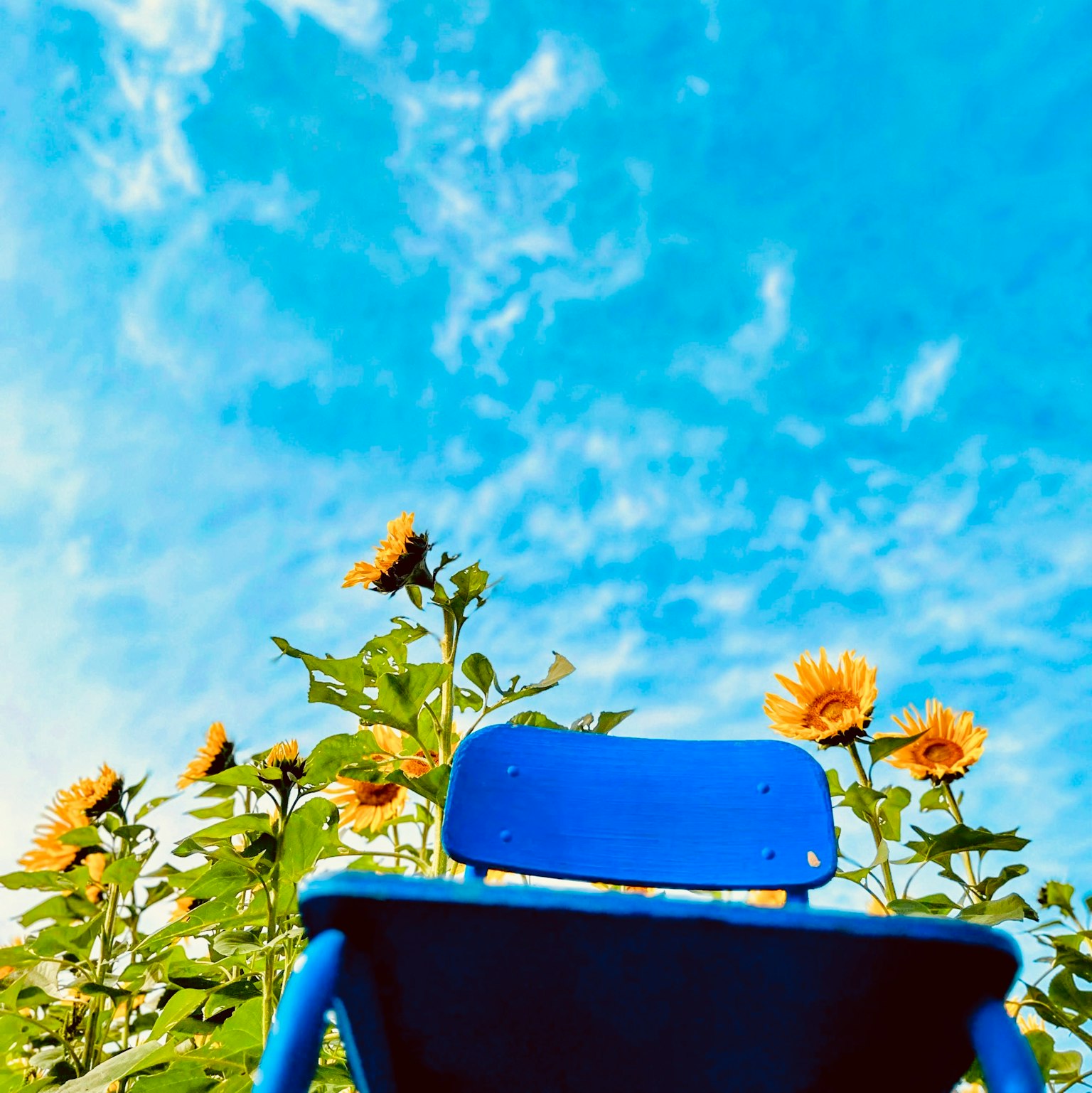 Blue chair surrounded by sunflowers under a bright sky