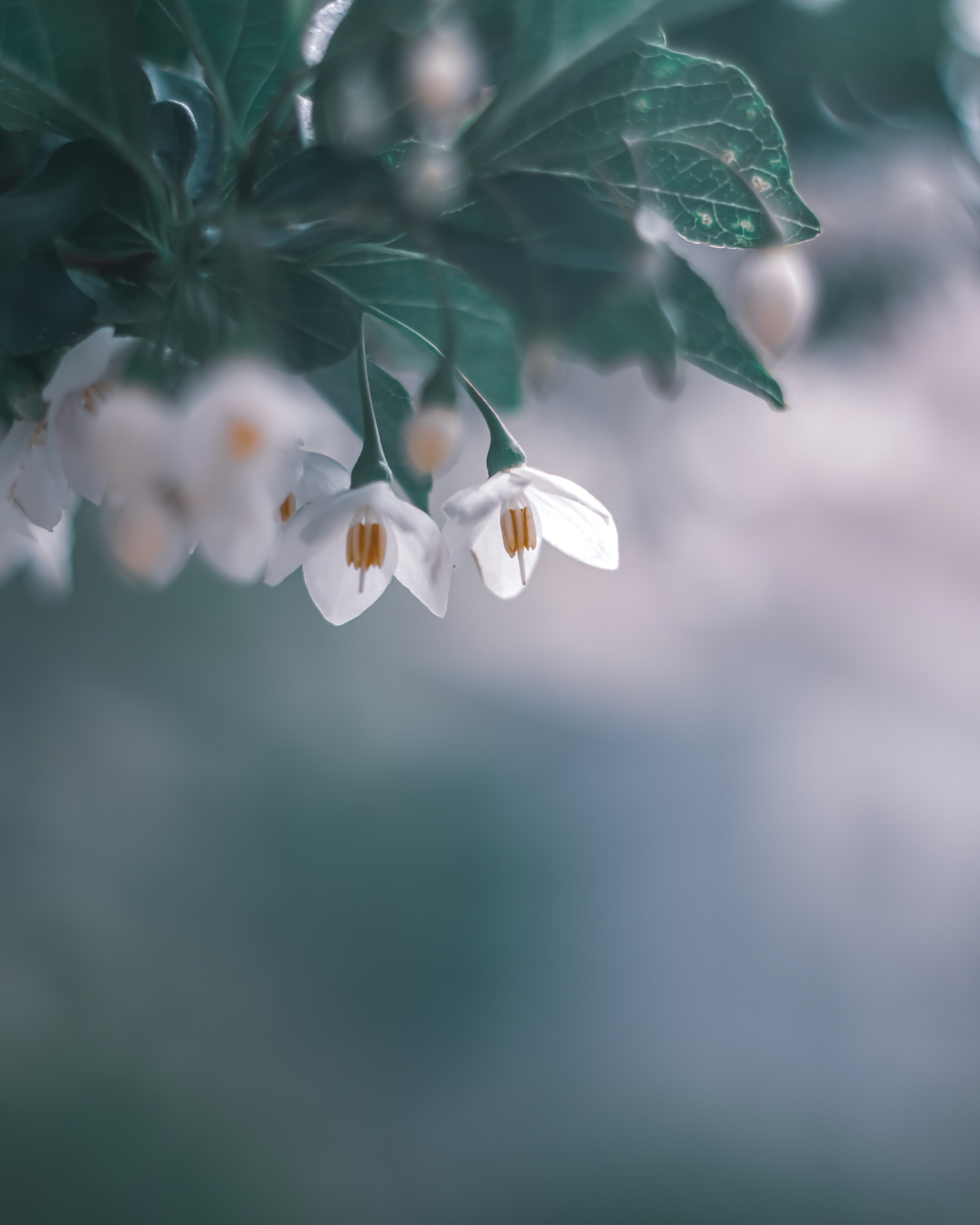 Imagen que presenta delicadas flores blancas y hojas verdes contra un suave fondo borroso