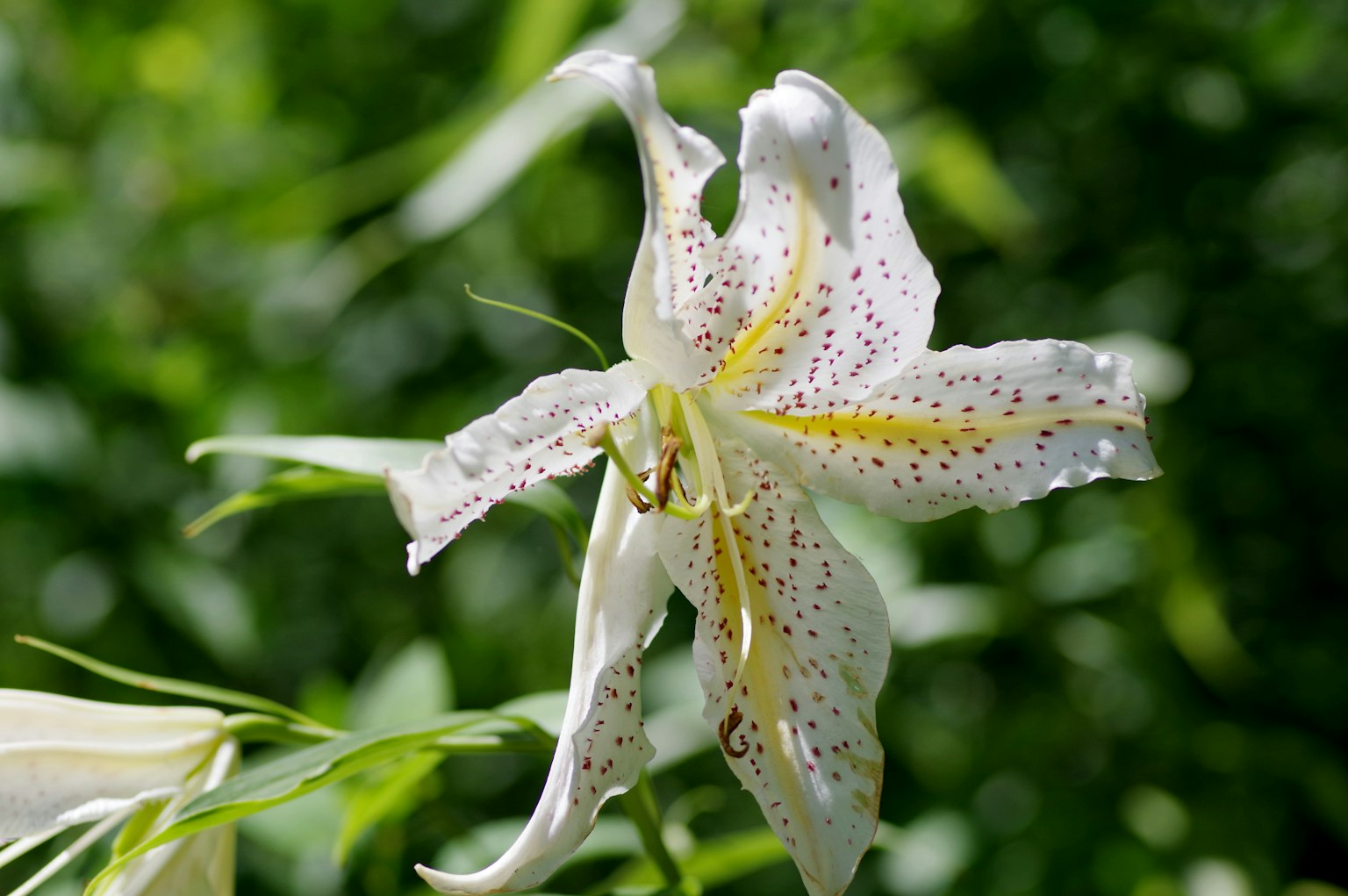 一朵白色百合花在绿色背景下显得格外突出