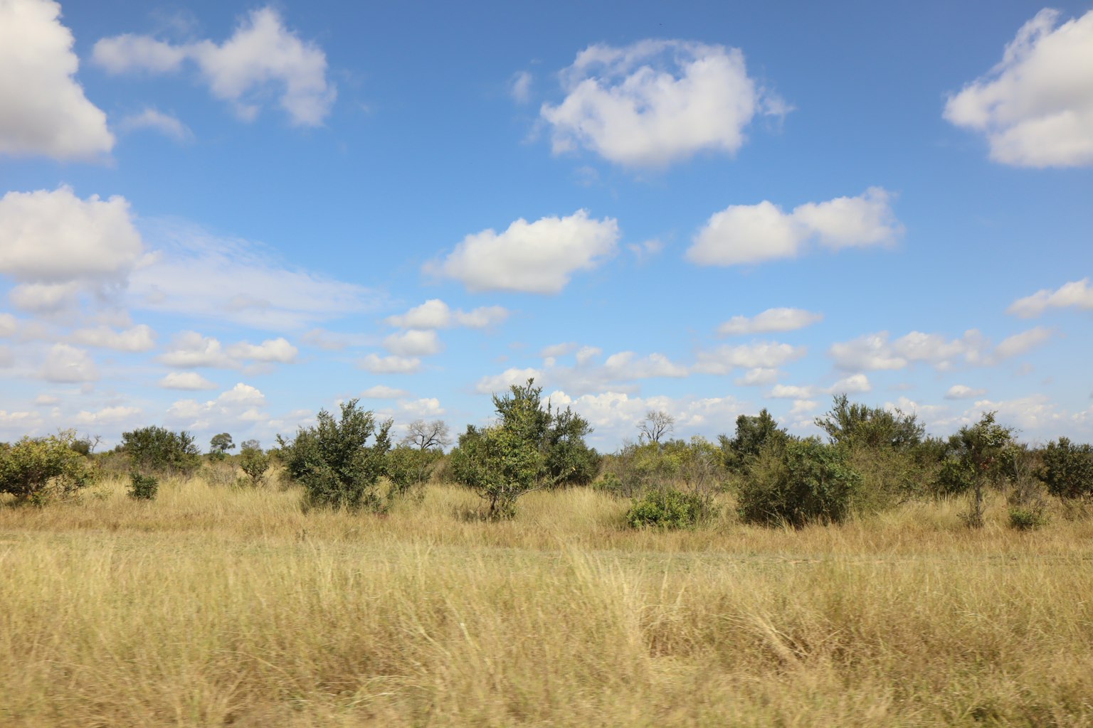 Lanskap dengan langit biru awan putih rumput kering dan semak hijau