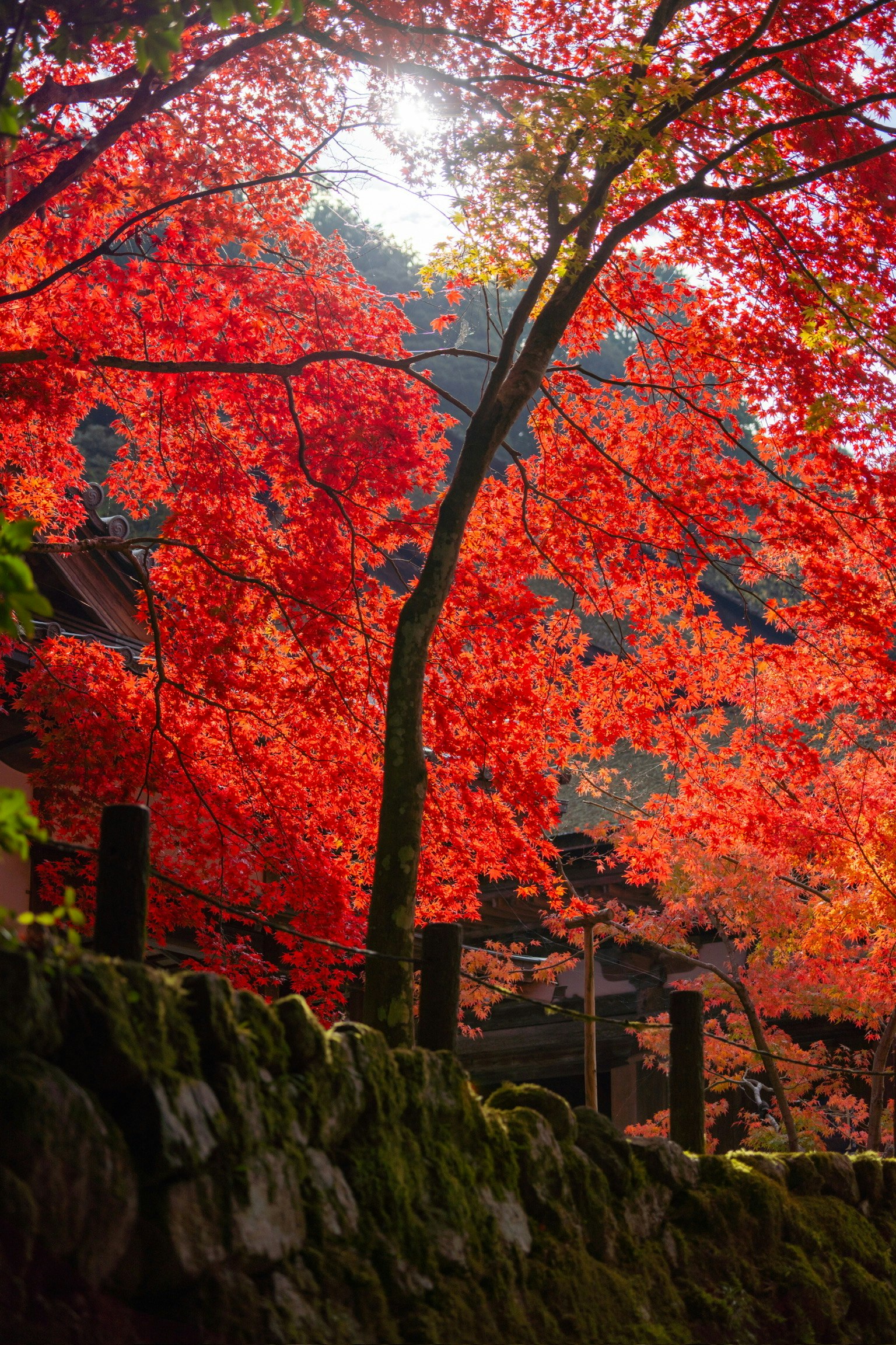Vibrant red maple trees with sunlight filtering through