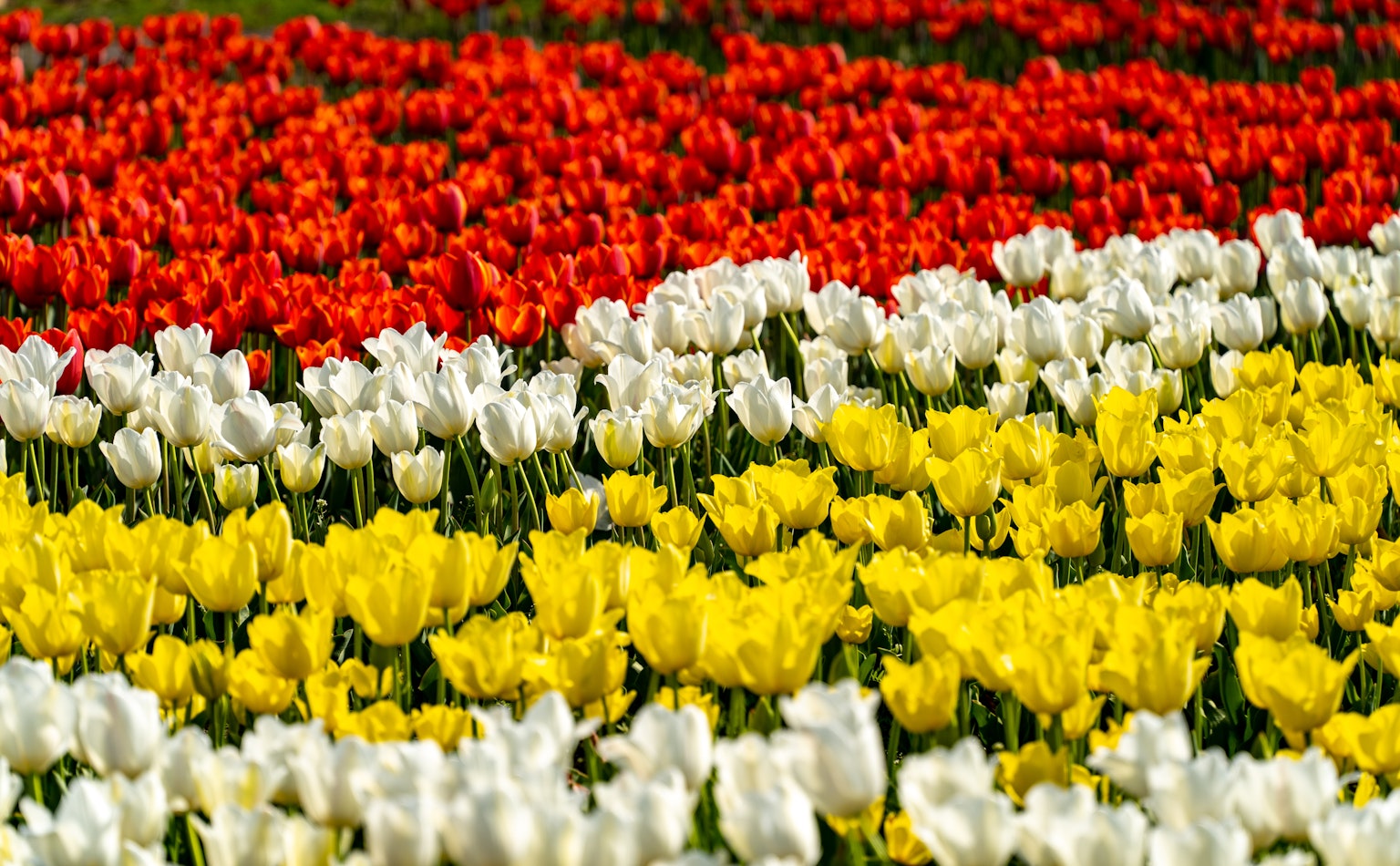 ทุ่งดอกทิวลิปที่มีสีสันสดใส มีทิวลิปสีแดง สีขาว และสีเหลืองในรูปแบบที่สวยงาม