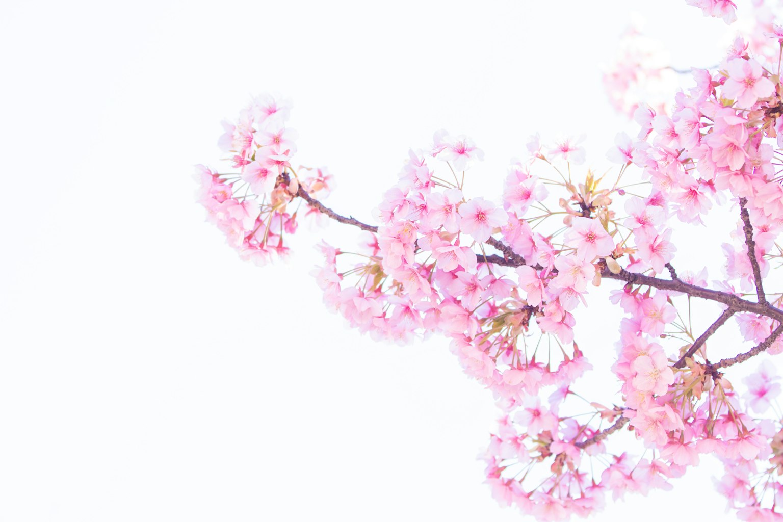 Zweig von Kirschblüten mit blassen rosa Blumen vor einem hellen Hintergrund
