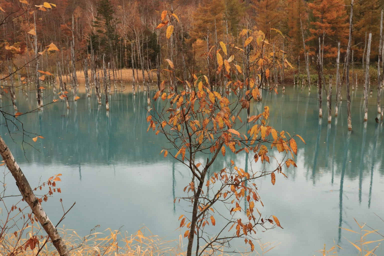 Ein ruhiger blauer Teich umgeben von herbstlichem Laub mit orangefarbenen Blättern