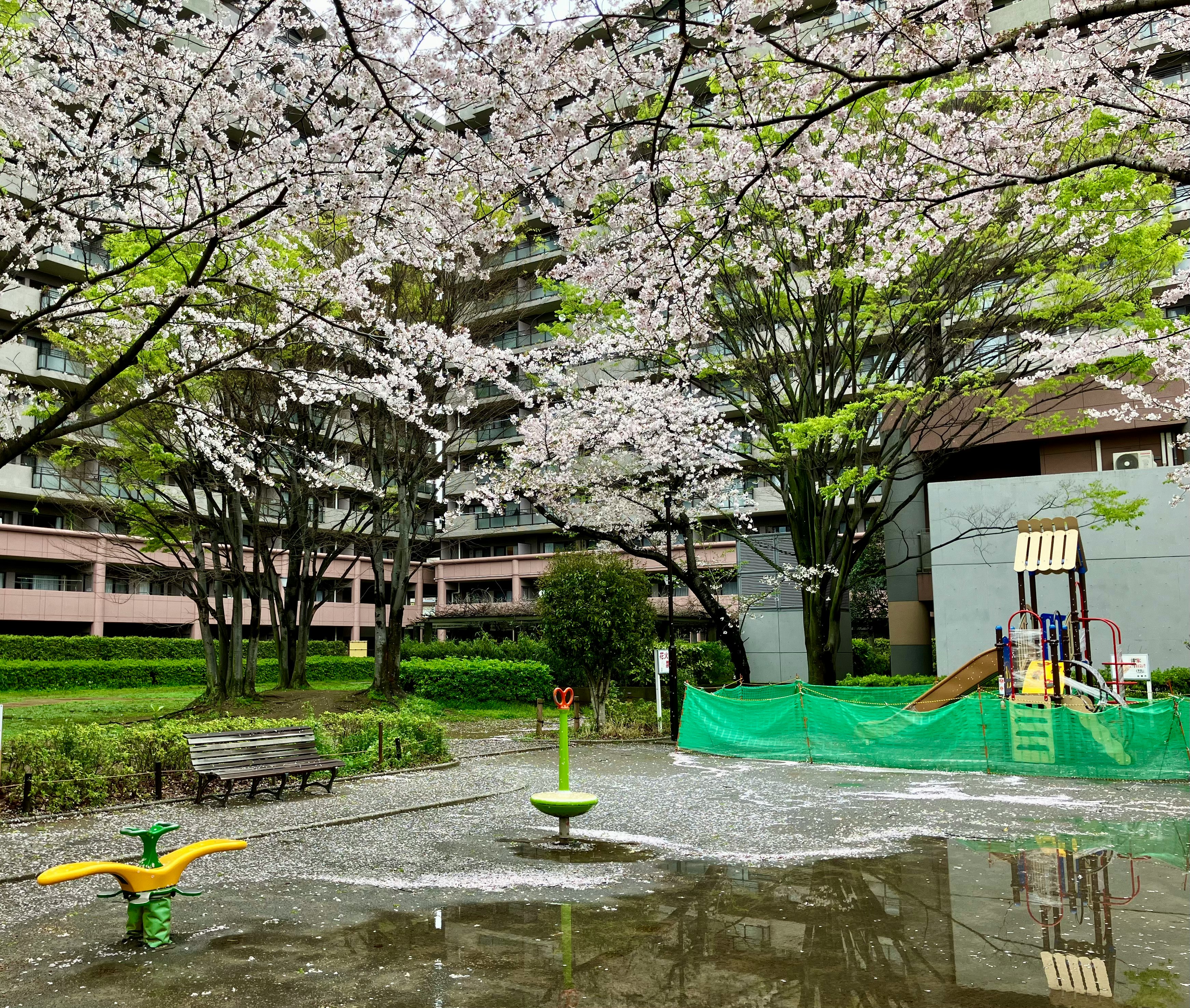 雨上がりの公園で満開の桜と散った花びらの景色