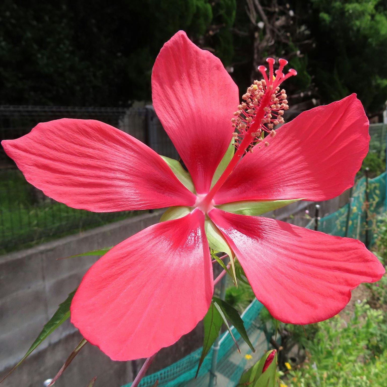 Fiore di ibisco rosso vibrante in piena fioritura