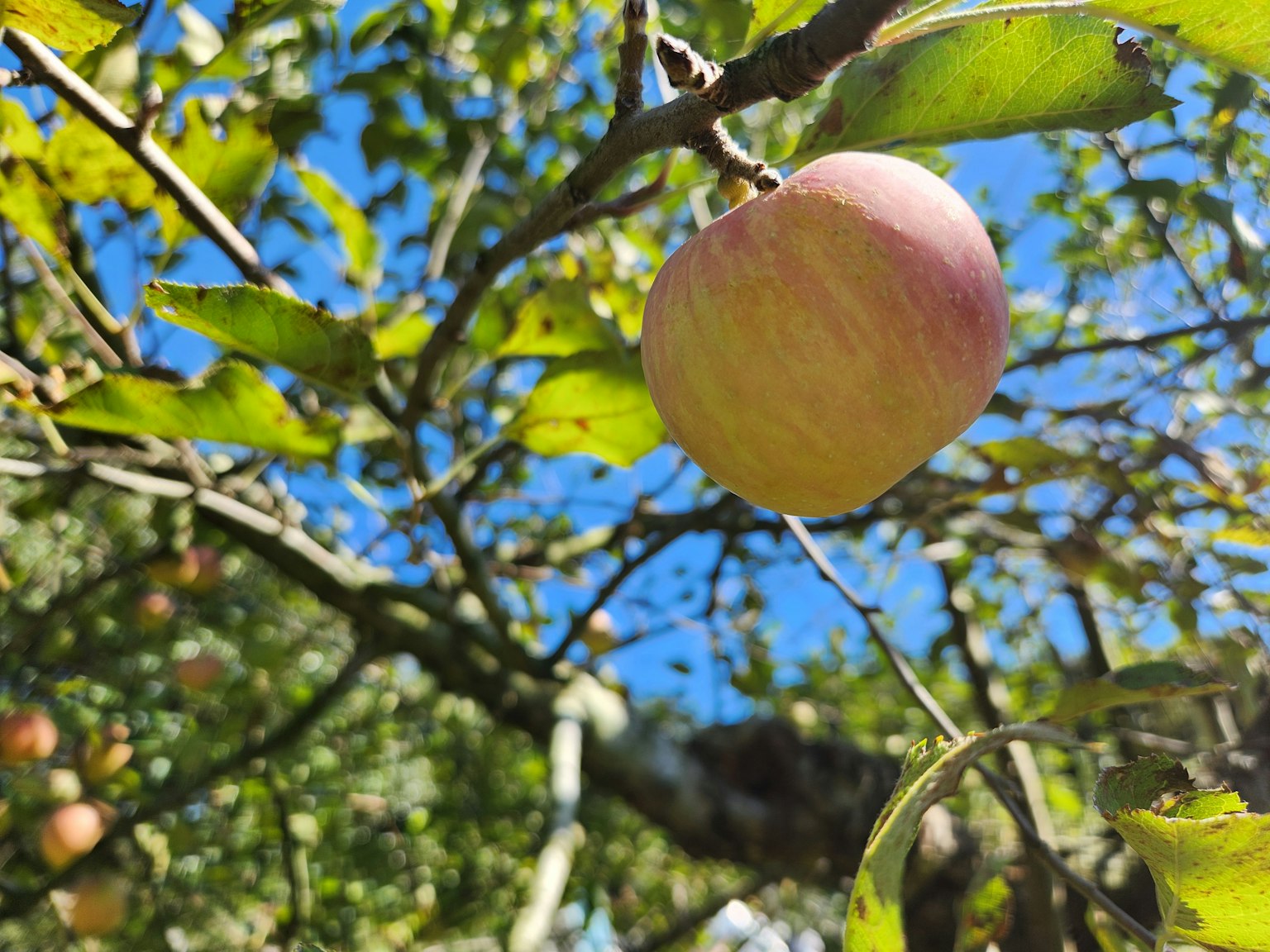Apfel hängt an einem Baumzweig unter einem blauen Himmel