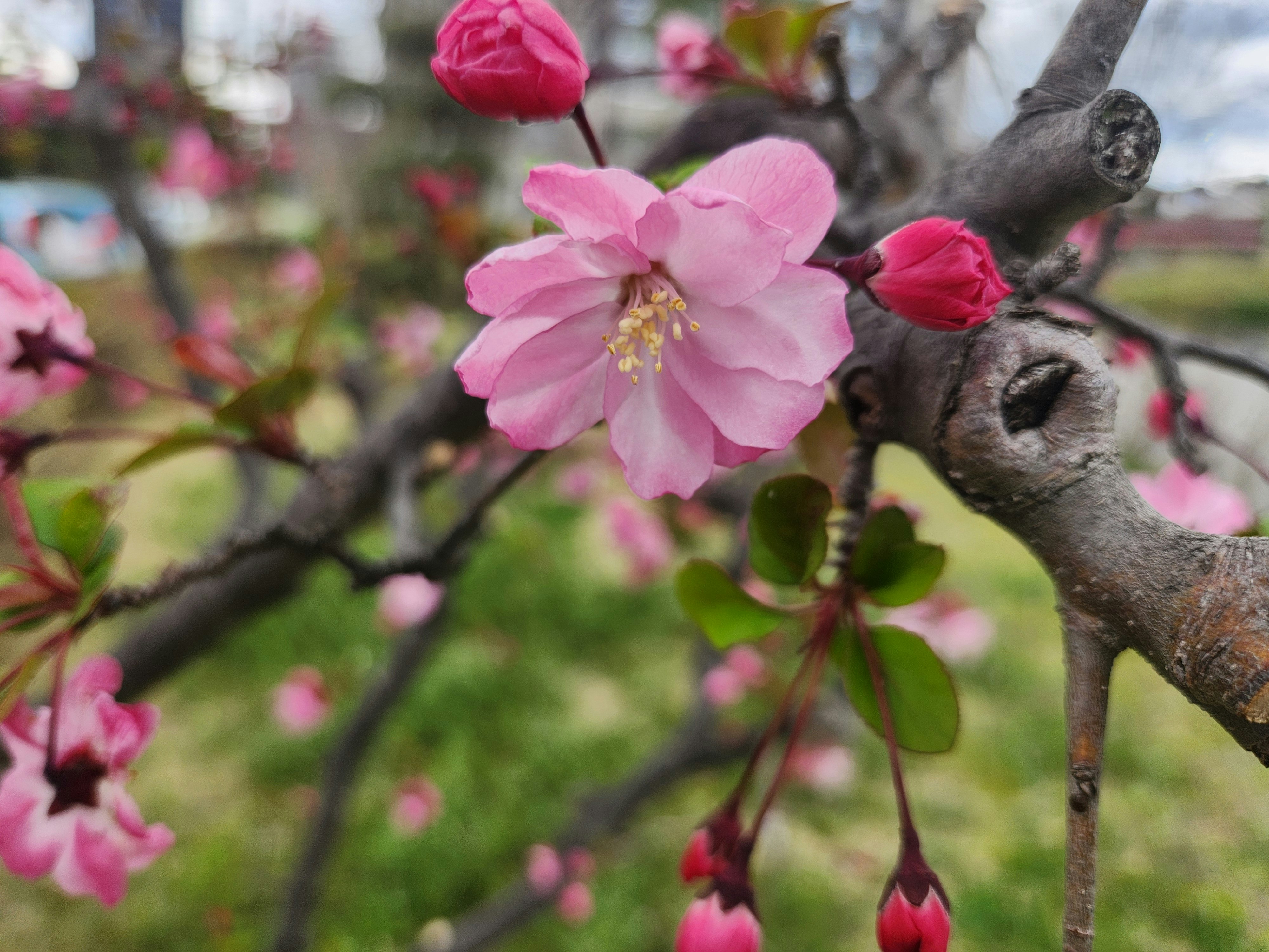 ピンクの花海棠（ハナカイドウ）が咲く枝先の春景色