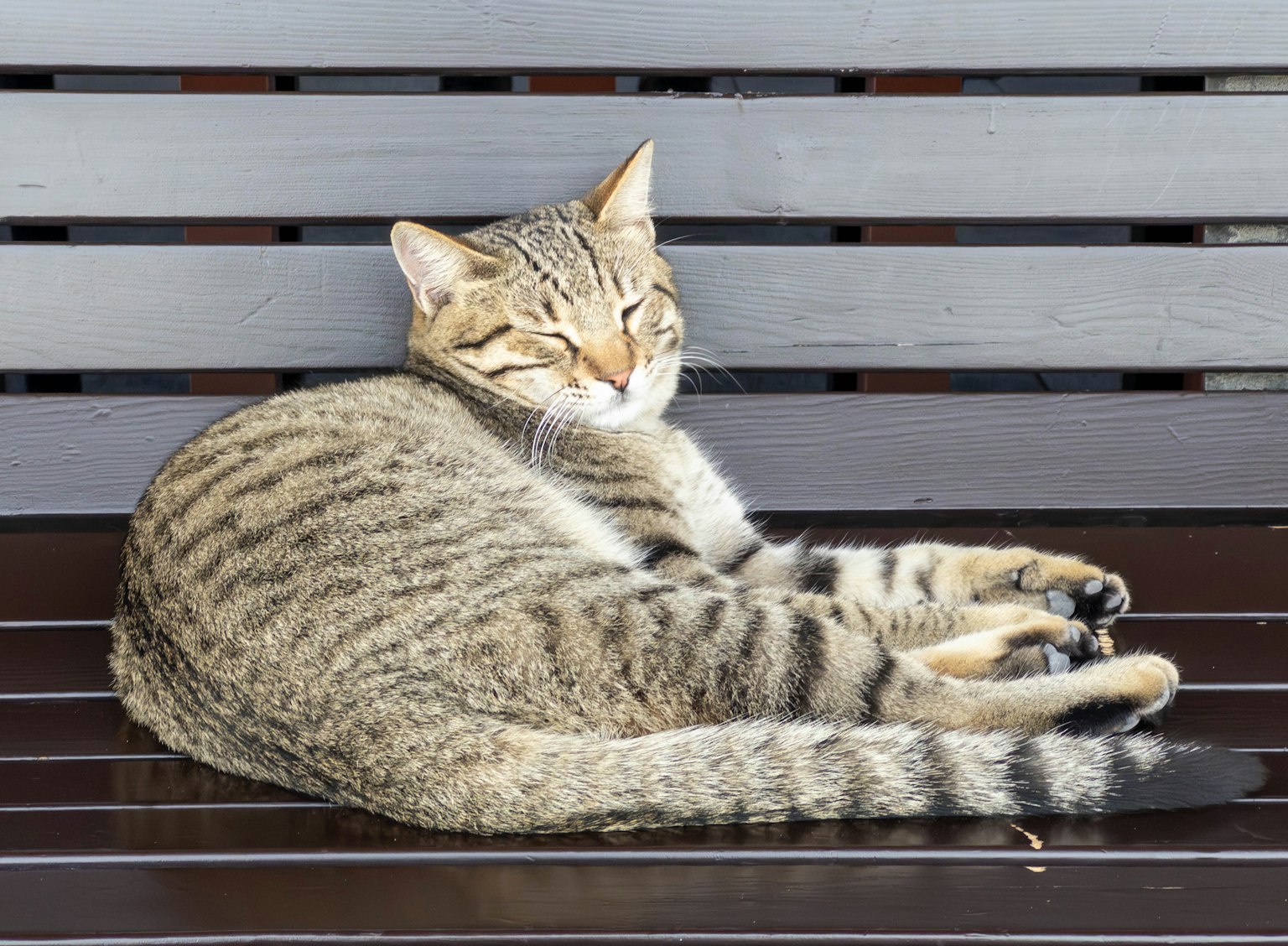 Un gato rayado relajándose en un banco de madera