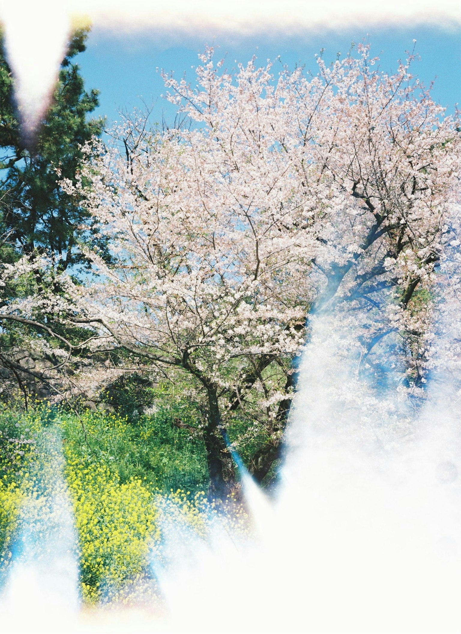 Árbol de cerezo en flor bajo un cielo azul con vegetación verde