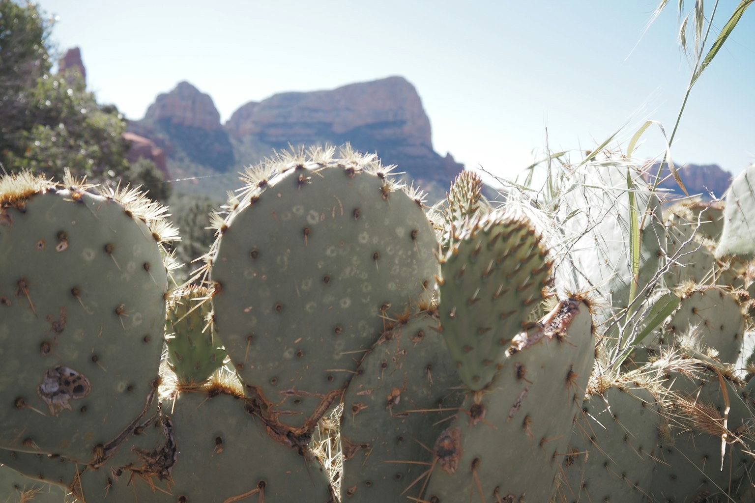 Kelompok kaktus dalam pemandangan Sedona dengan gunung di latar belakang