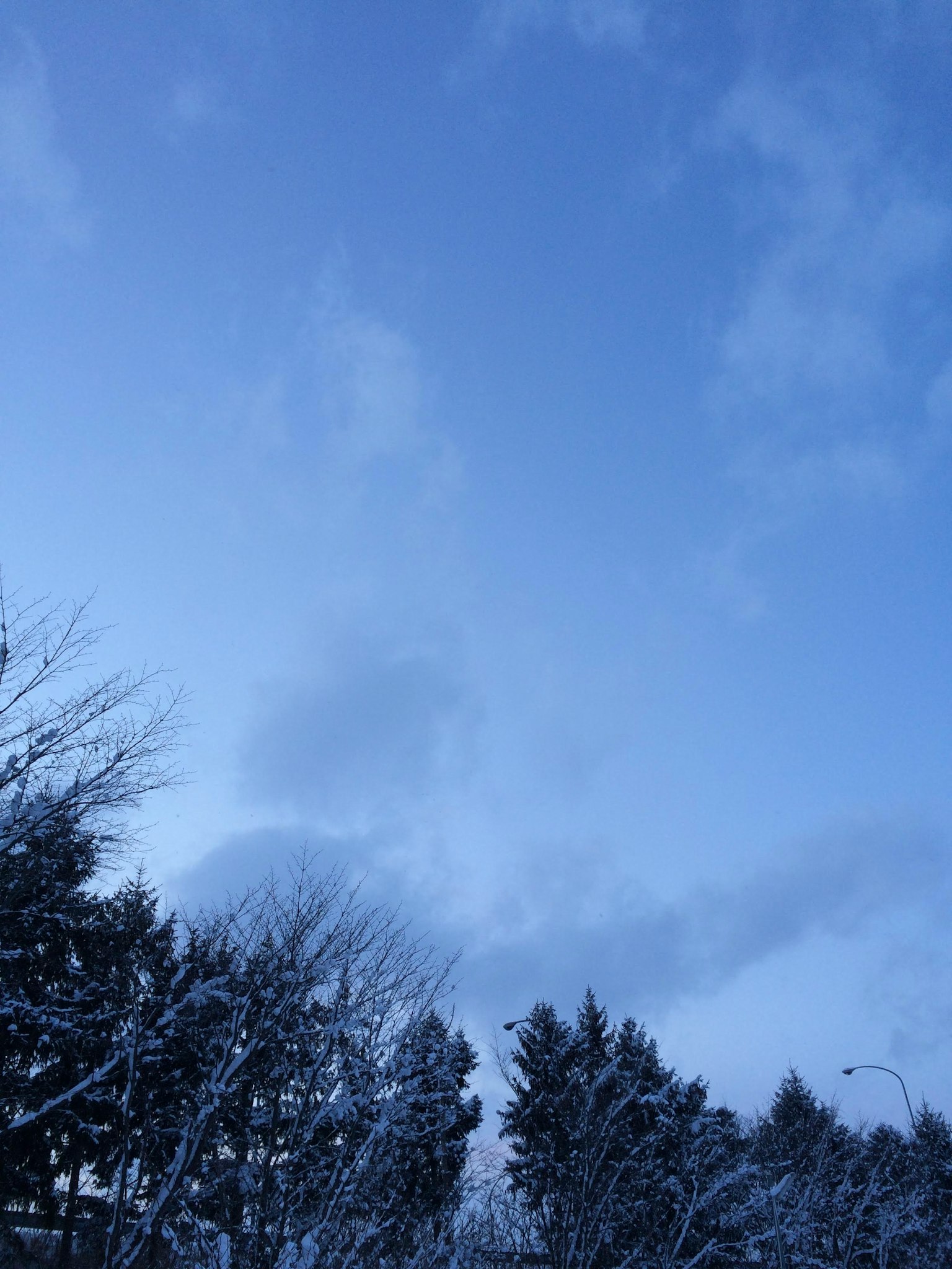 雪覆盖的树木与蓝天的风景