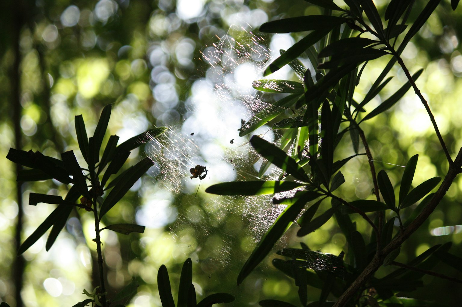 Ragnatela tra foglie verdi con luce naturale sfocata sullo sfondo