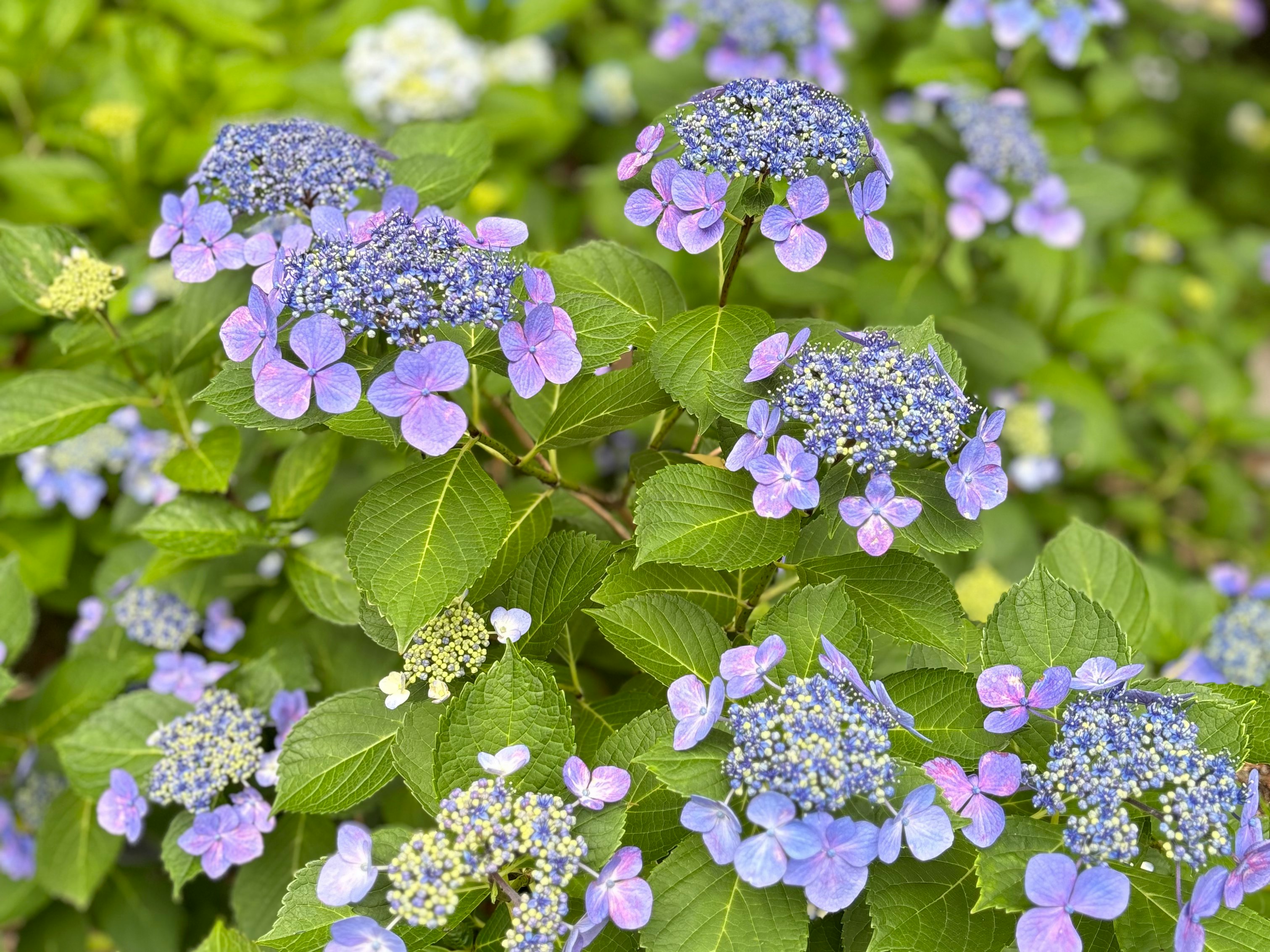 紫のアジサイの花と緑の葉が広がる庭のクローズアップ