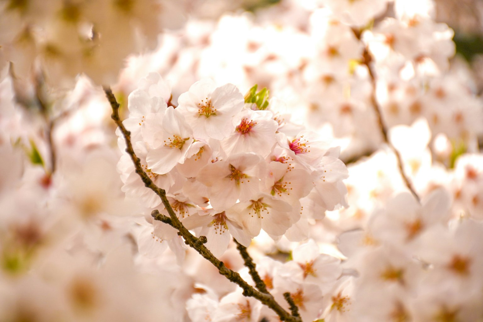 Kedekatan bunga sakura di cabang