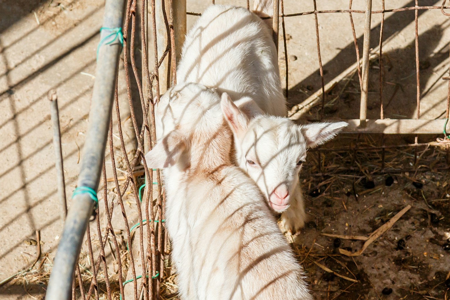 Two white baby goats interacting with each other shadows from the fence