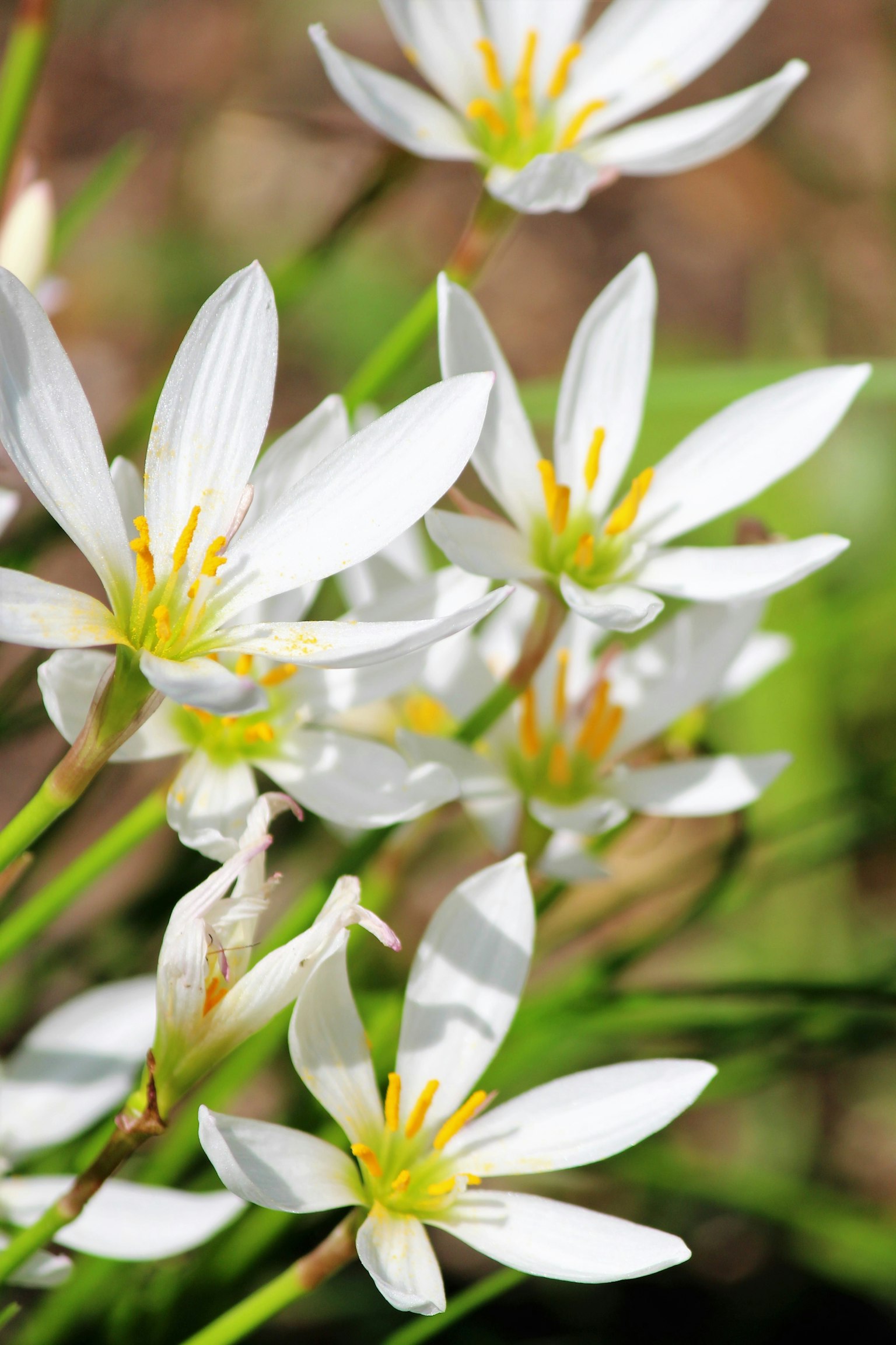 Gros plan de fleurs blanches avec des centres jaunes