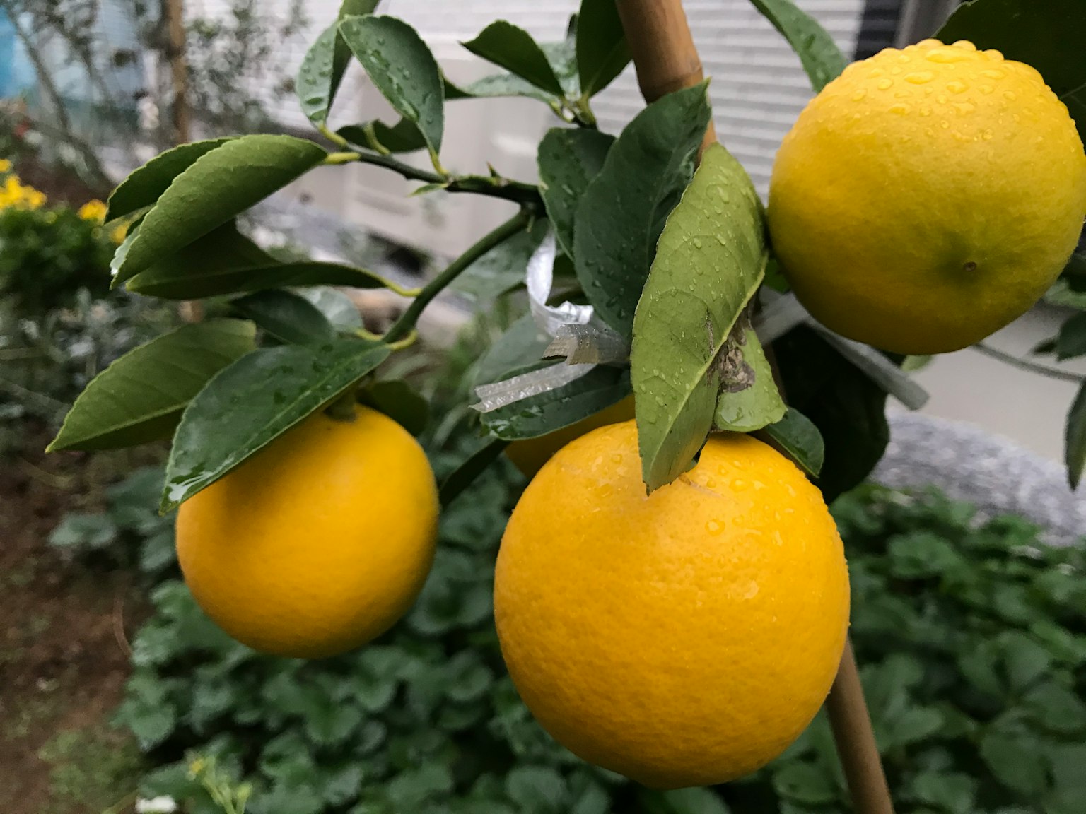Limones amarillos colgando de una rama de árbol