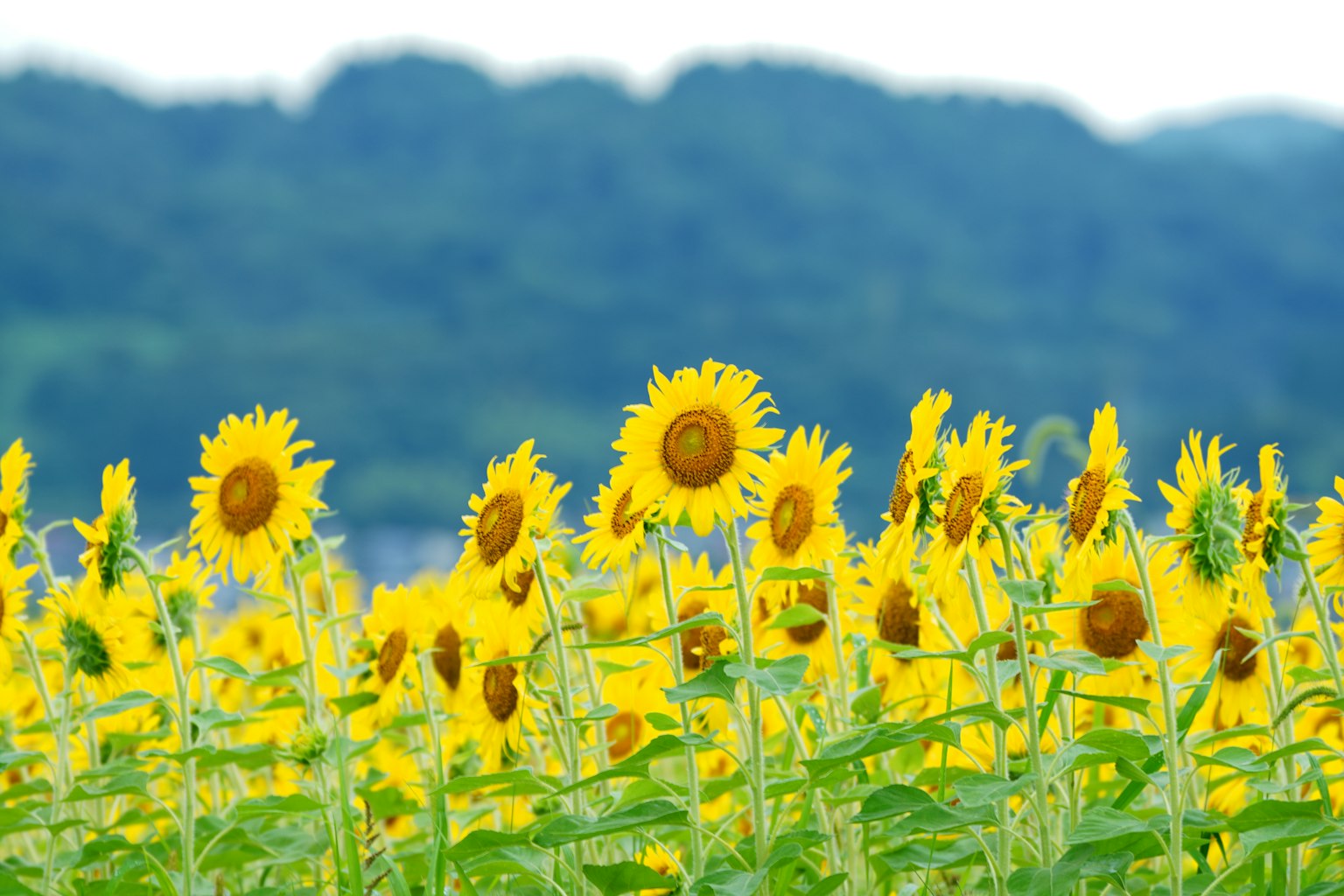 Field of vibrant sunflowers with green mountains in the background
