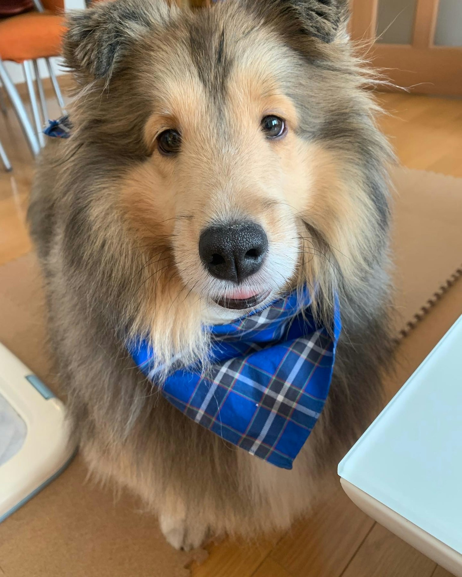 戴著藍色格子圍巾的柯利犬正在看著鏡頭