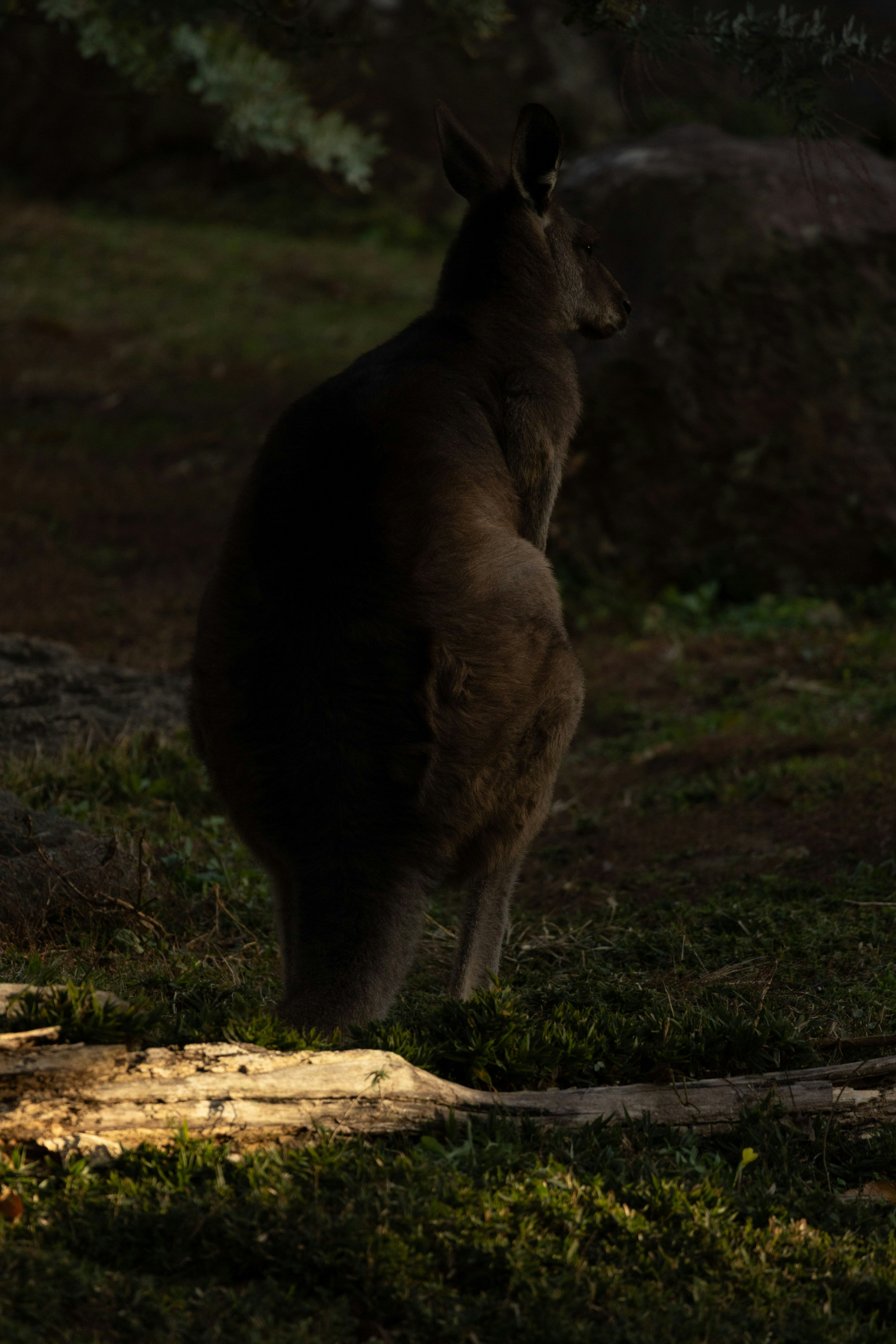 夕暮れの草地に座るカンガルー