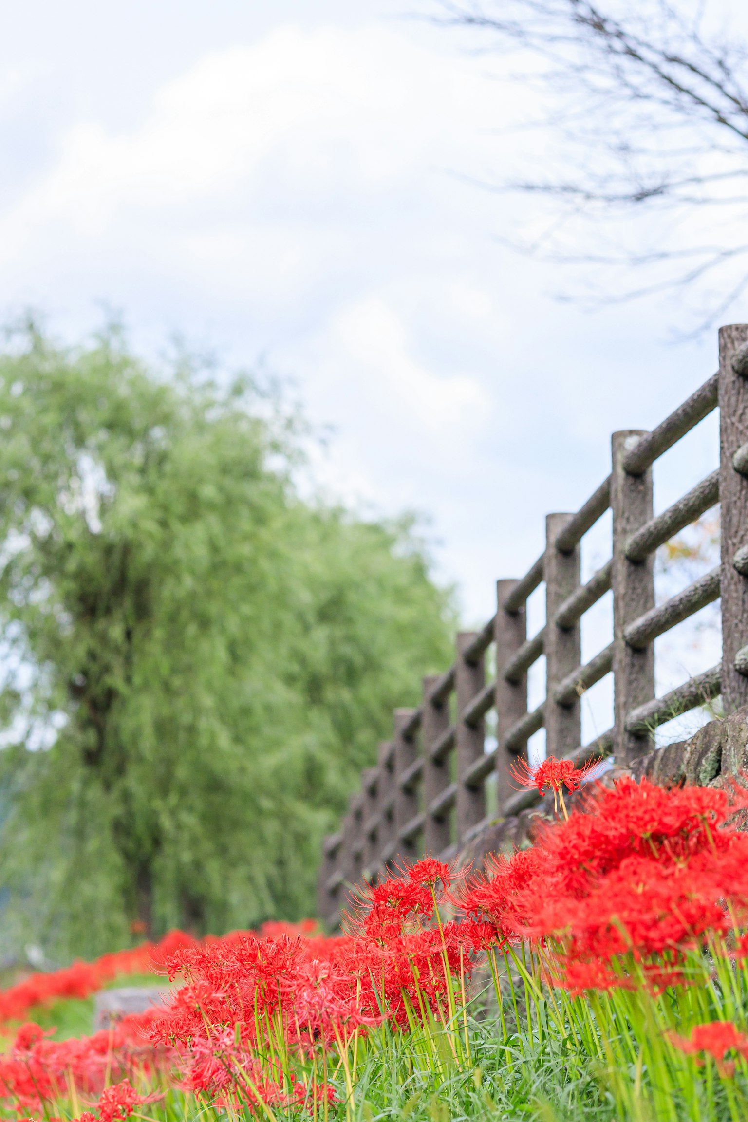 Landschaft mit roten Spinnenlilien und einem Holzzaun
