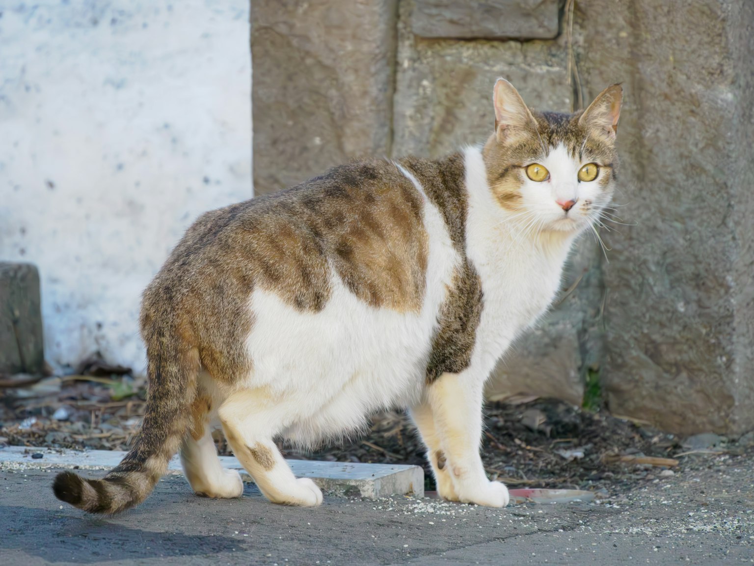 Immagine di un gatto in piedi all'aperto vicino a un muro di pietra con occhi gialli