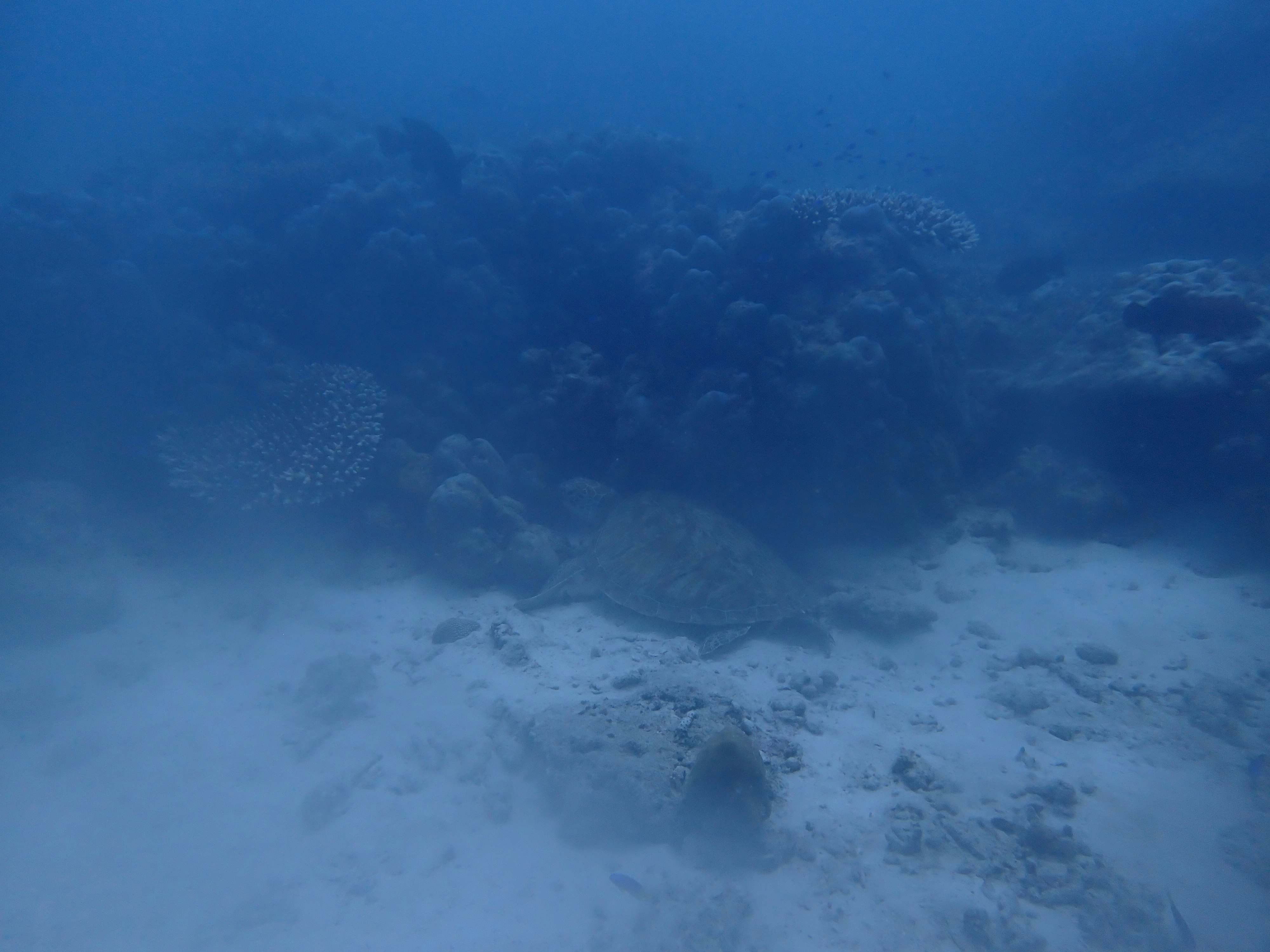 青い海中で広がる砂地と岩場の海底