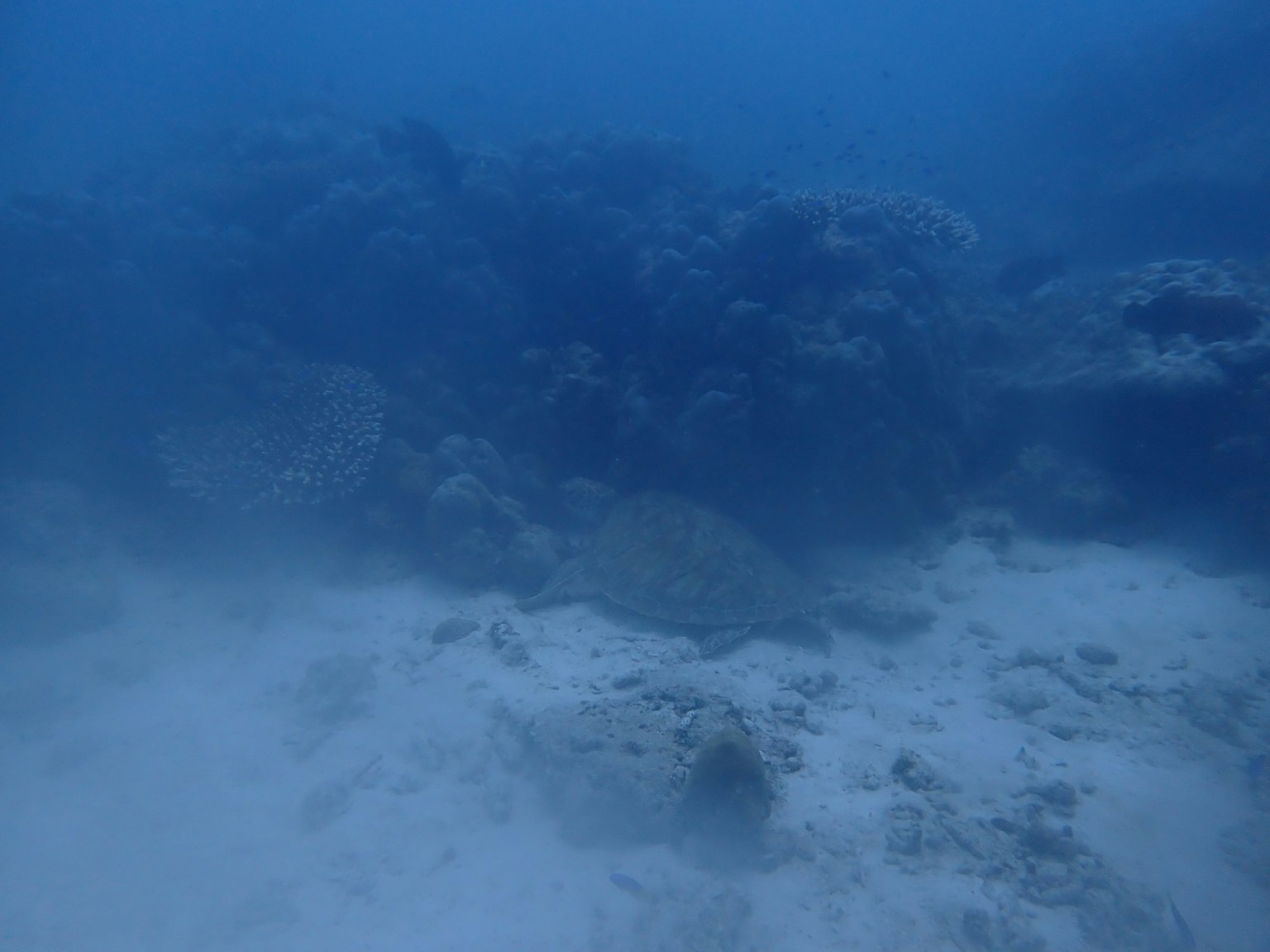 水下場景，岩石結構和沙質海底