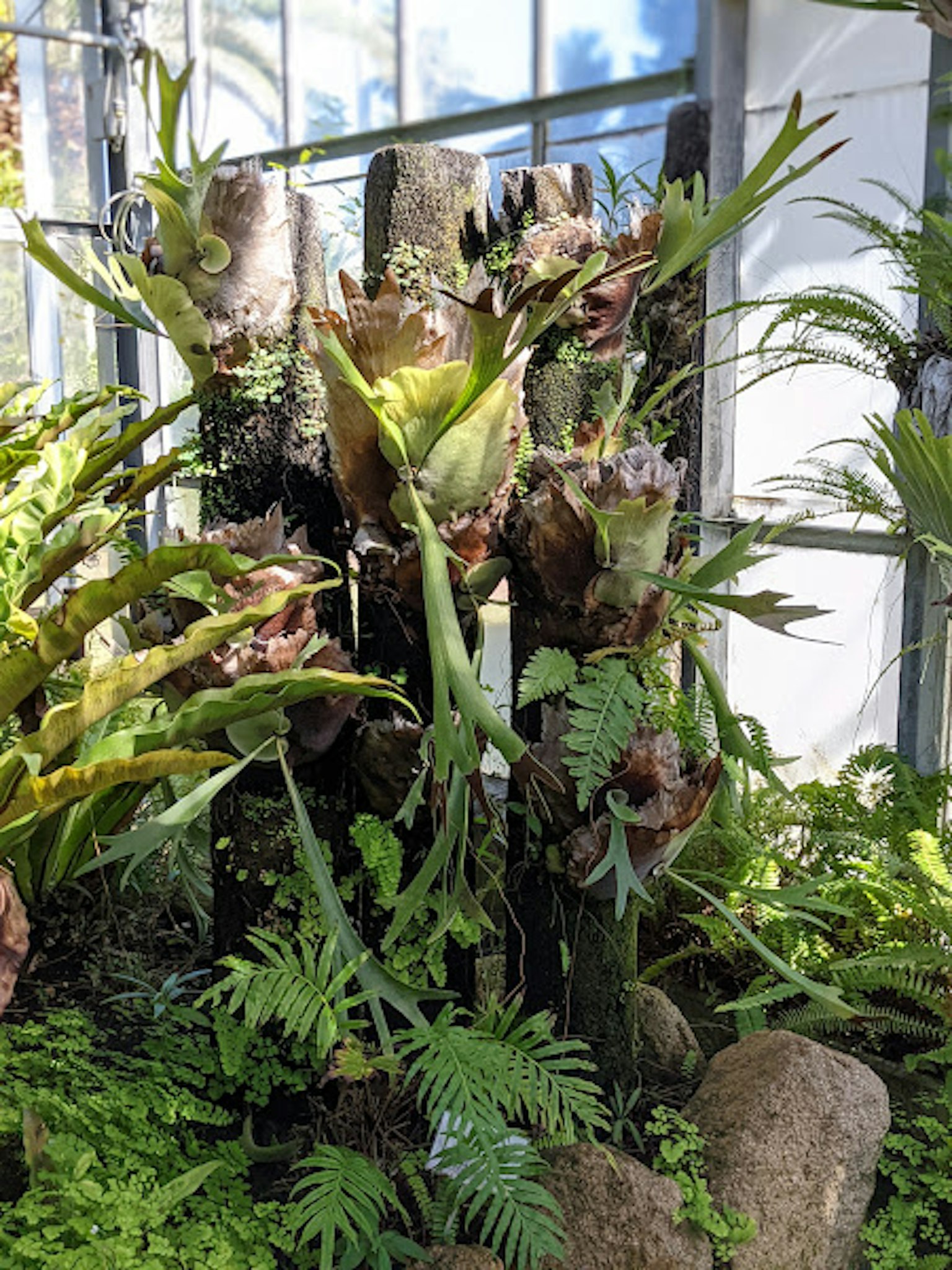 郁郁葱葱的绿色植物与木结构上的凤梨科植物和蕨类植物