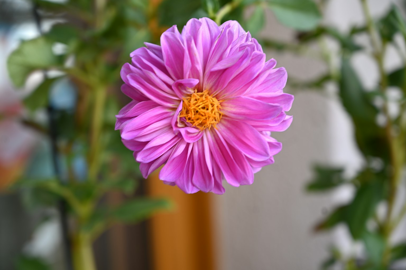 Un fiore di dalia rosa vibrante che sboccia al centro