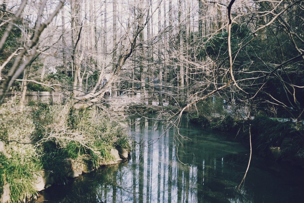 川沿いの静かな森と水面に映る木々の風景