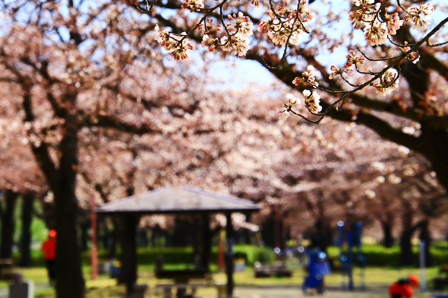 Alberi di ciliegio in fiore in un parco con sfondo sfocato e gazebo