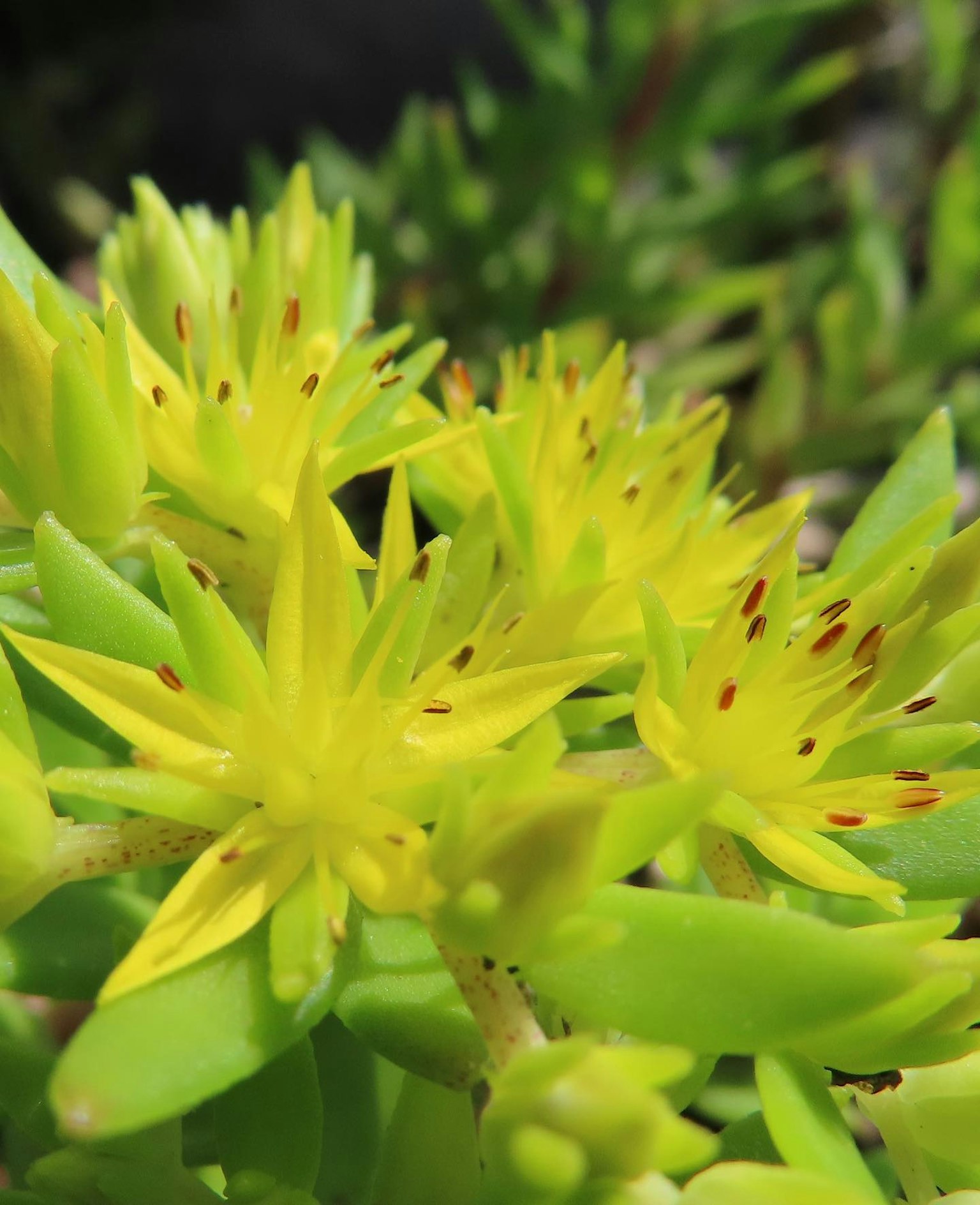 Nahaufnahme einer Sukkulente mit lebhaften gelben Blüten und grünen Blättern