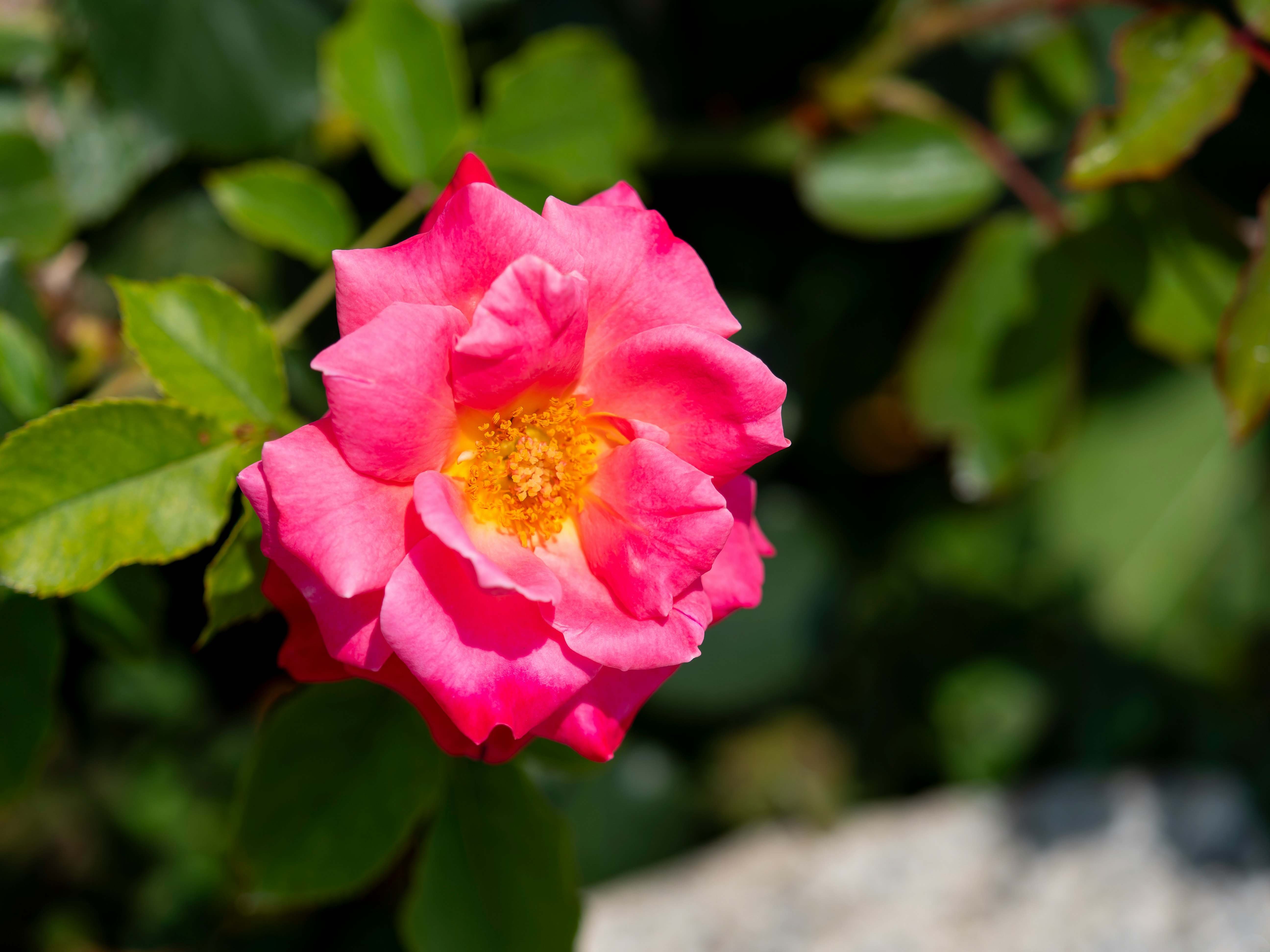 赤い薔薇「クイーンエリザベス」の花と鮮やかな花びら