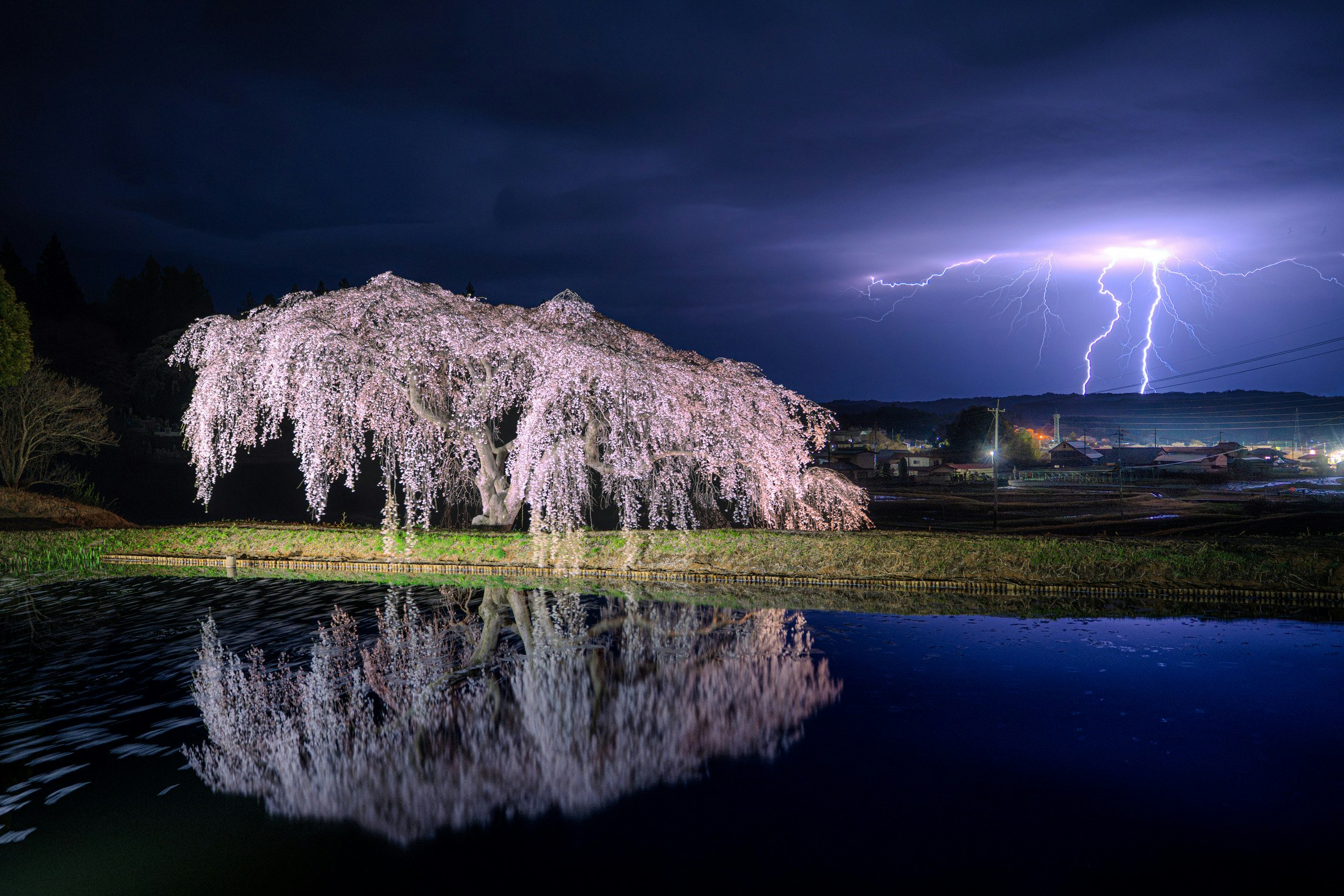 夜の水面に映るしだれ桜と雷の光景