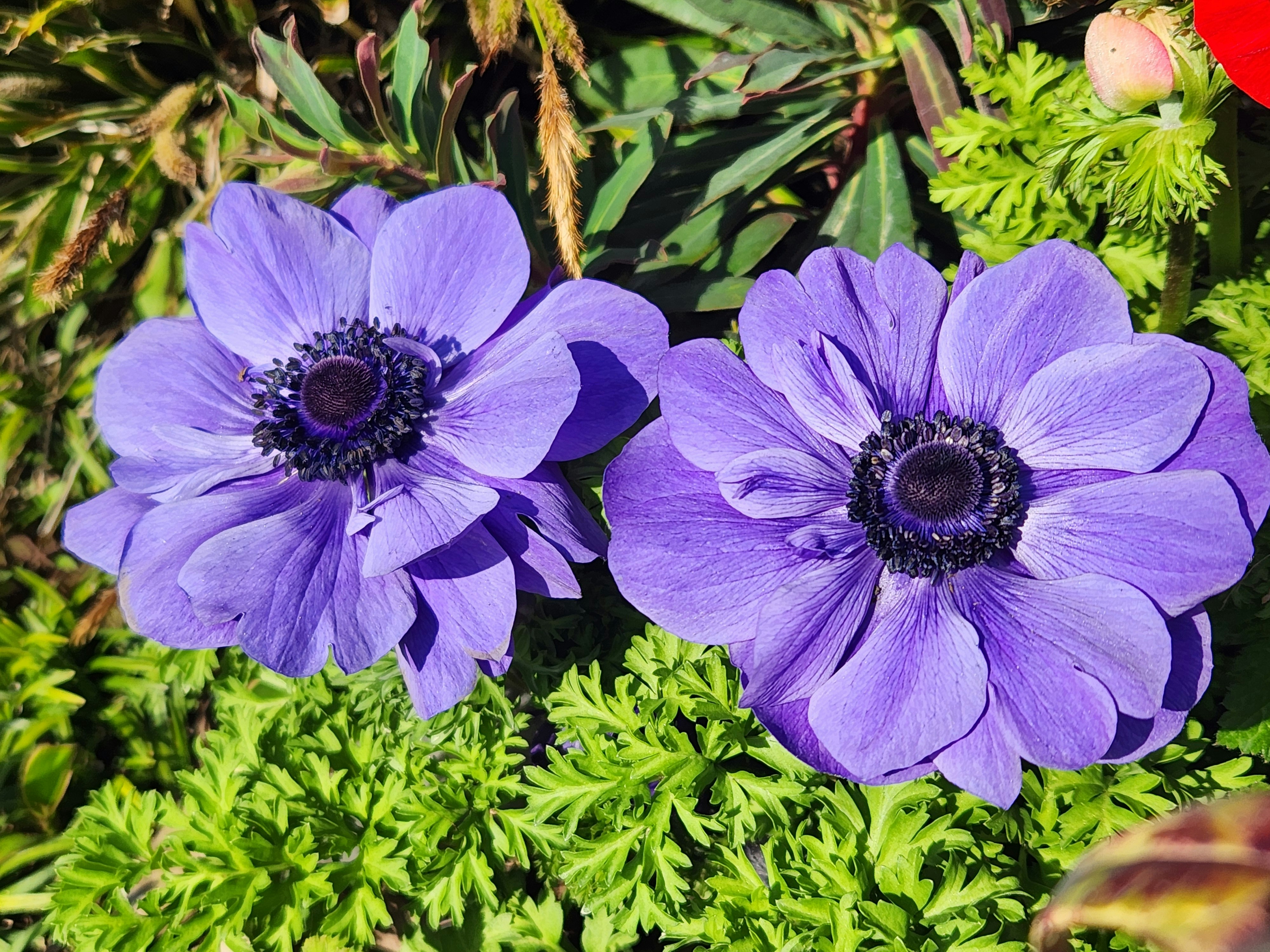 Flores de anémona moradas floreciendo en primavera