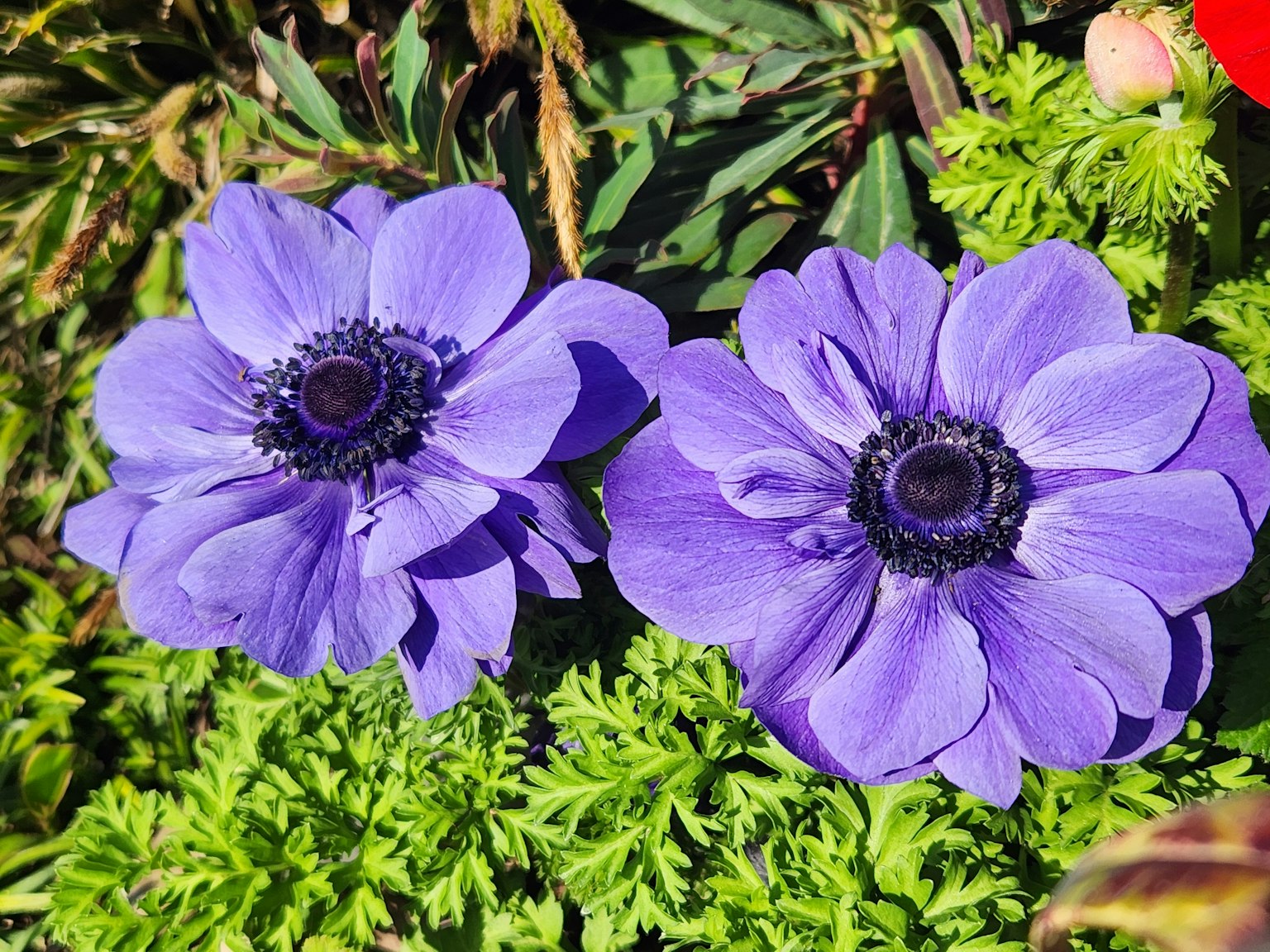 Hoa anemone màu tím rực rỡ được bao quanh bởi lá xanh