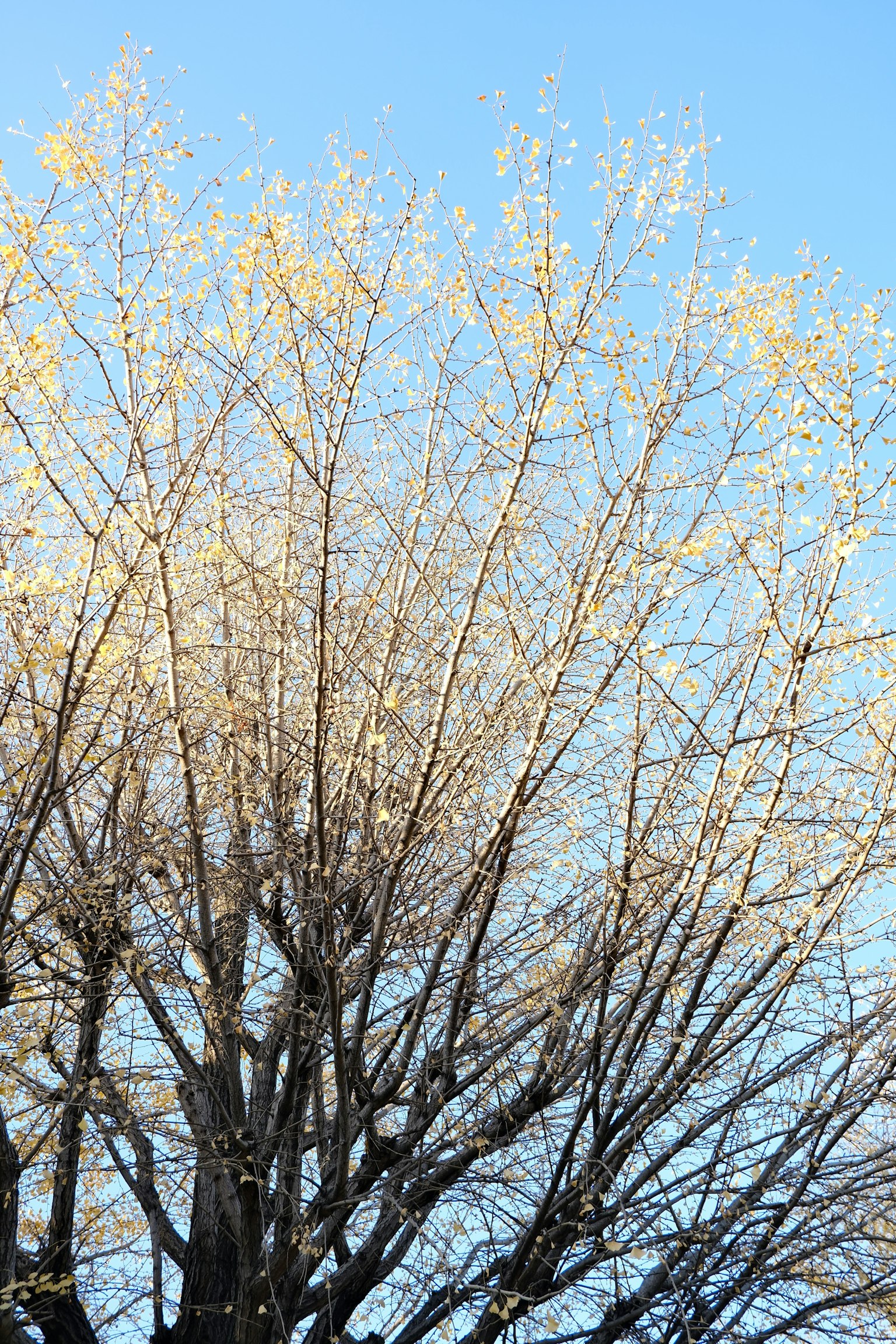 青空の下で葉が少し残る木の枝のクローズアップ