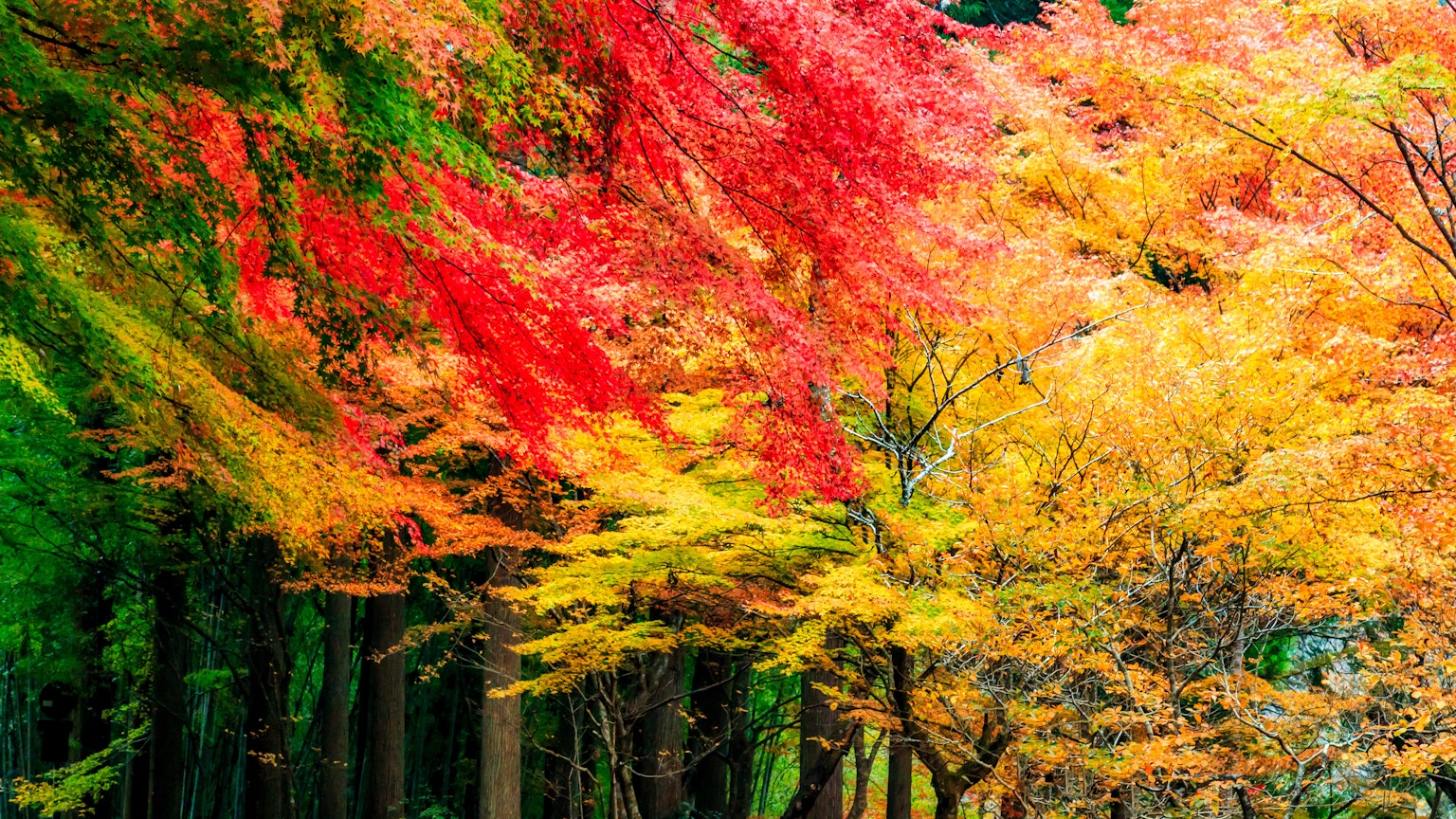 Feuillage d'automne vibrant dans un paysage forestier