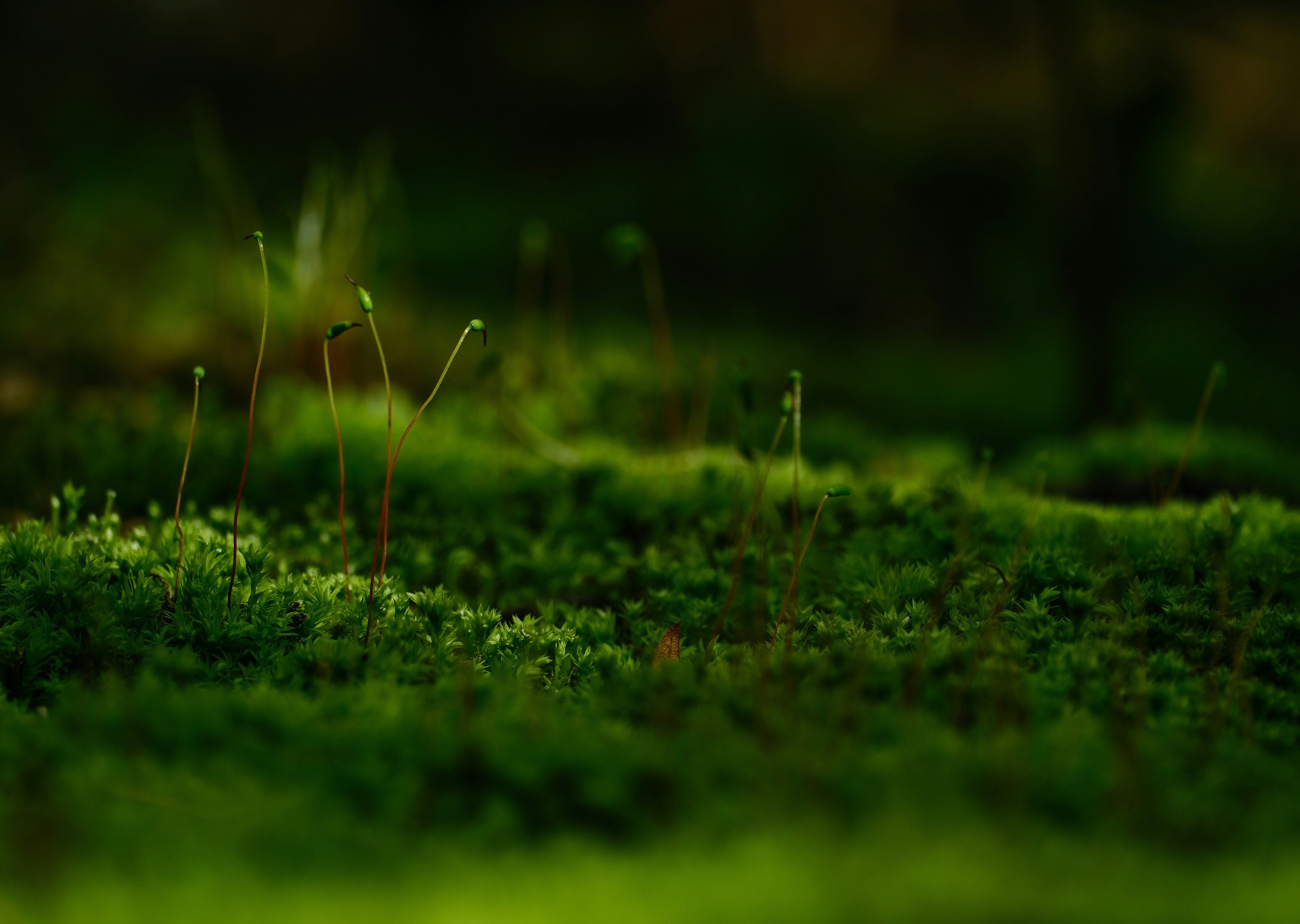 苔むす地面の静かな緑の景観