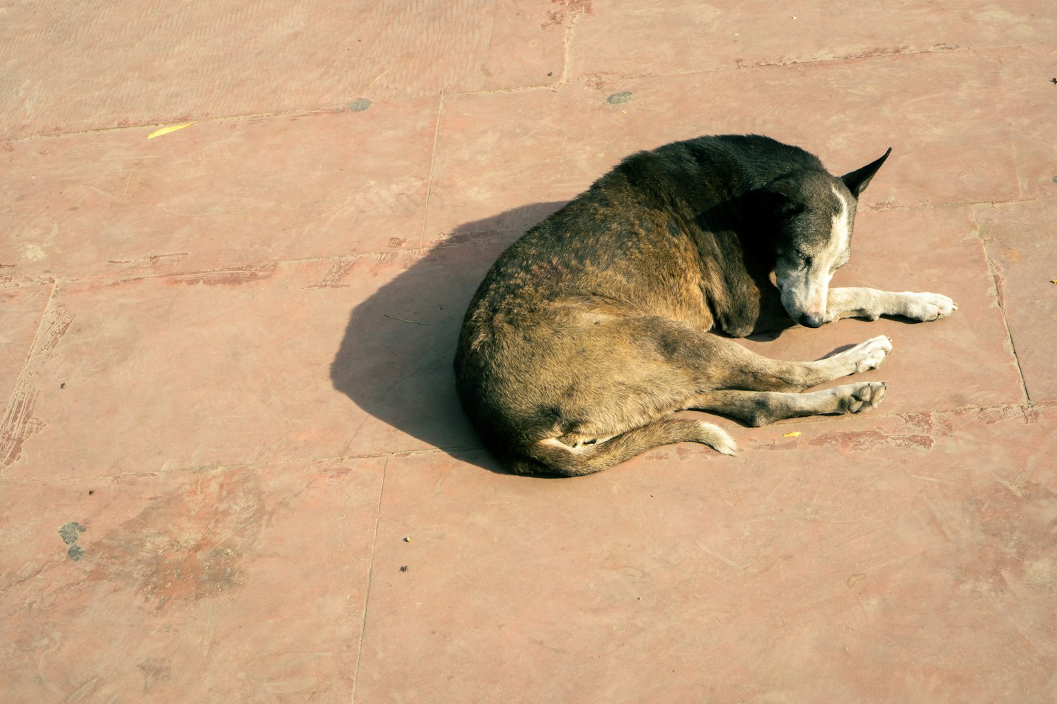 A dog curled up and sleeping in the sun