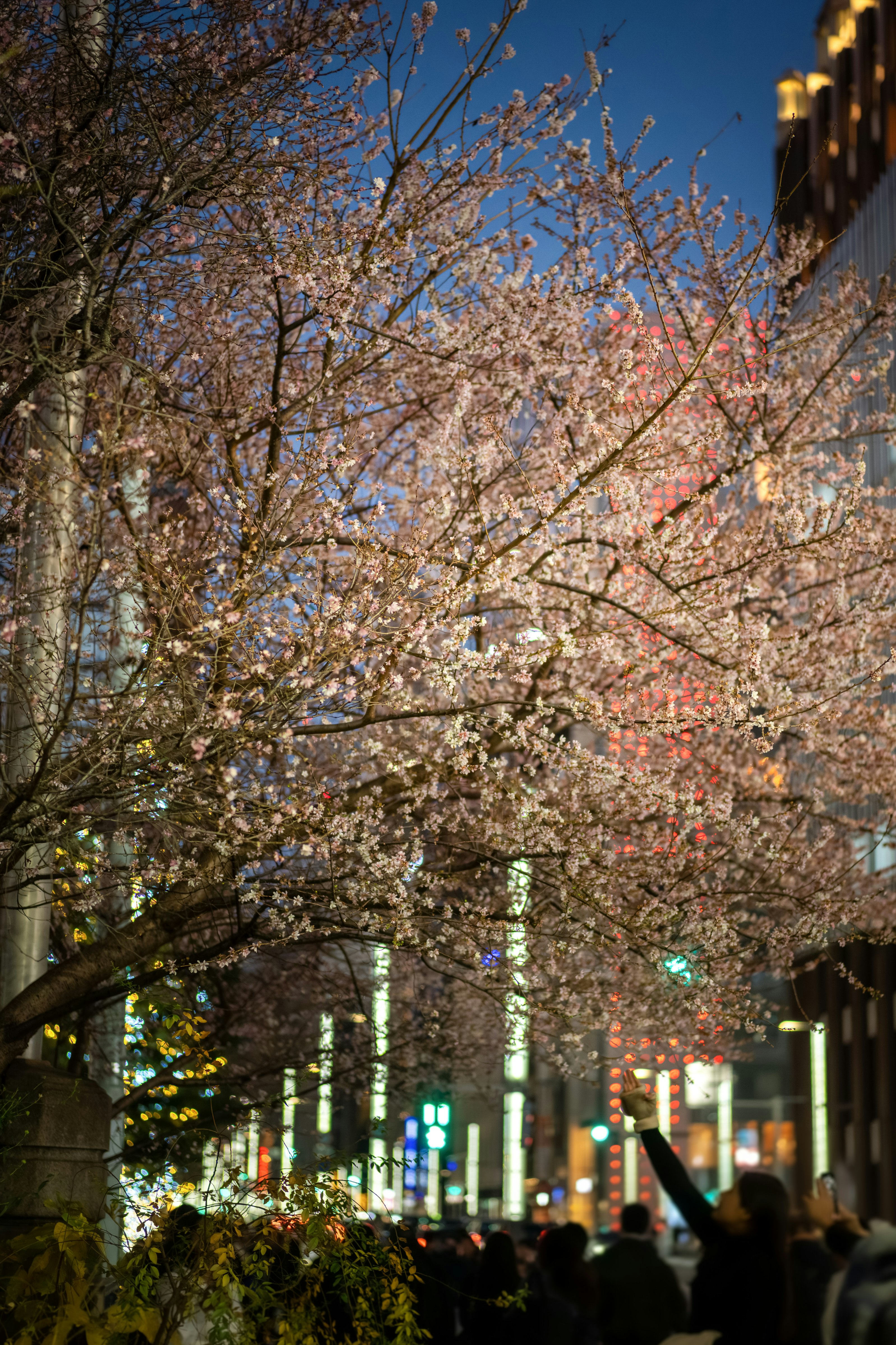 真冬の寒さの中で咲く桜並木の街路