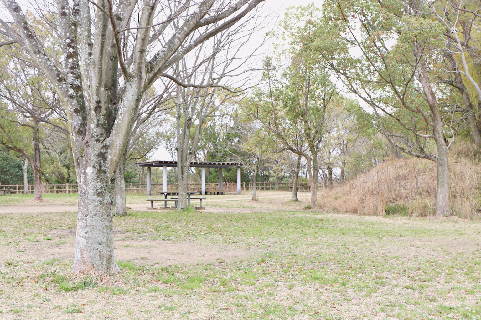 Scène de parc avec des arbres et un gazebo dans une zone herbeuse