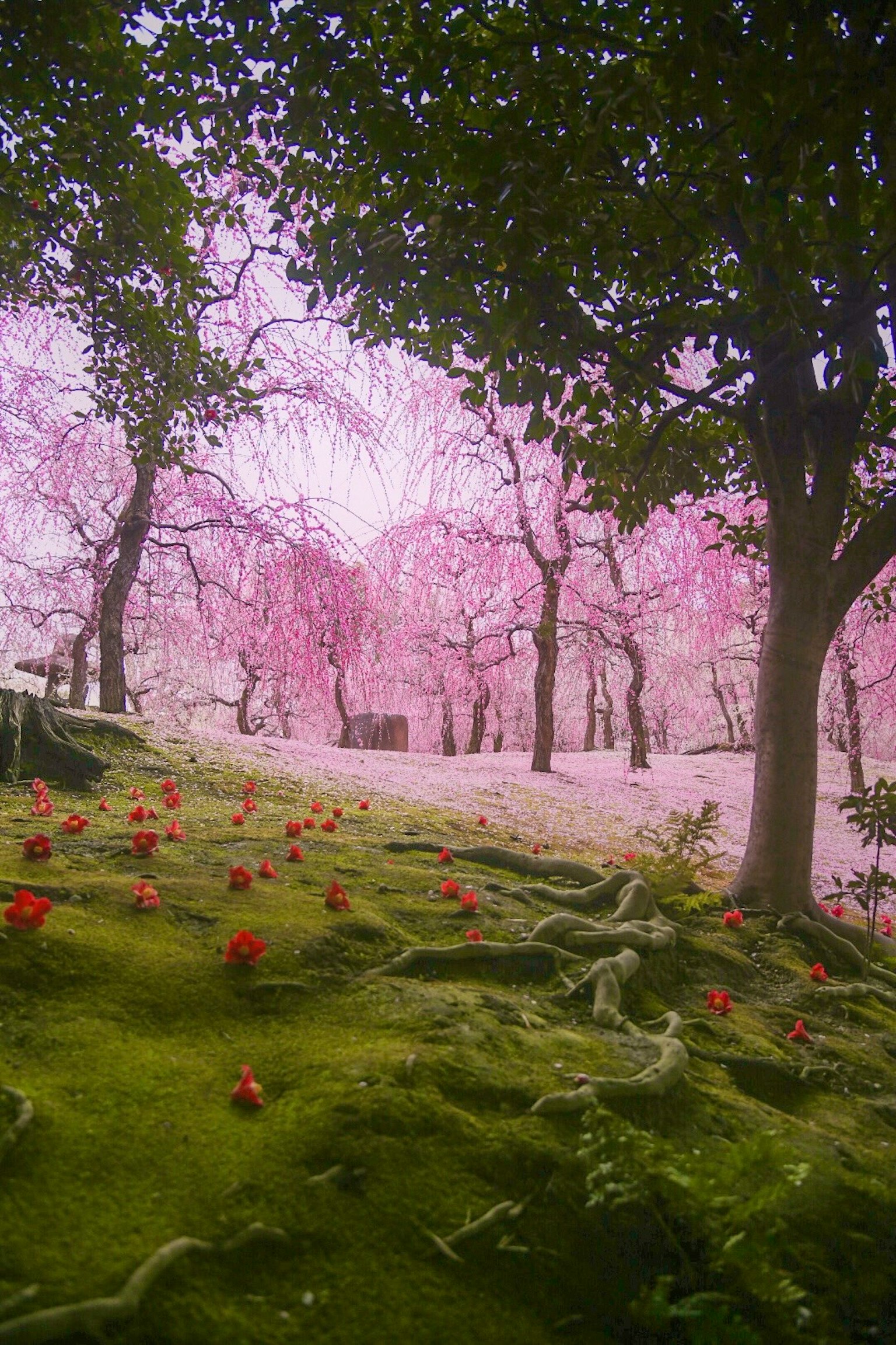 Beautiful landscape with cherry blossom trees vibrant pink flowers on green moss