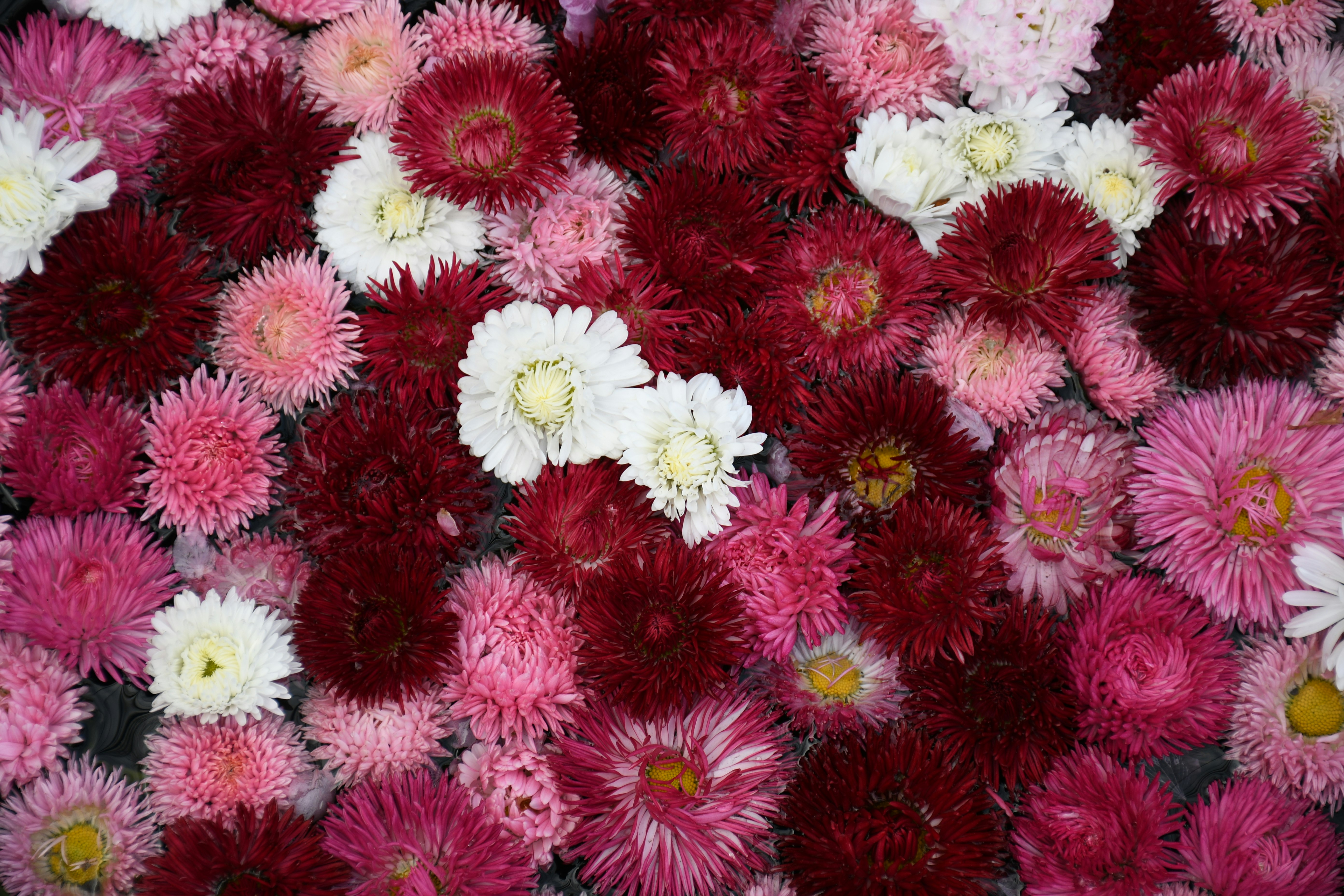 色とりどりの菊の花が敷き詰められた花畑