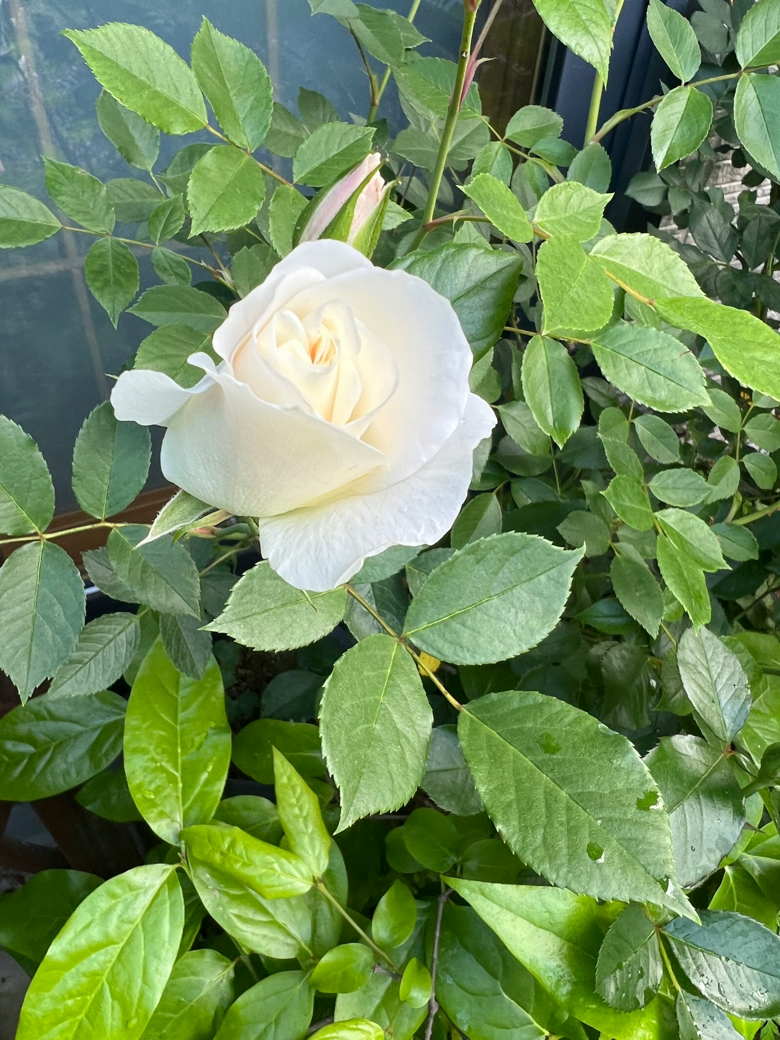A white rose blooming among green leaves