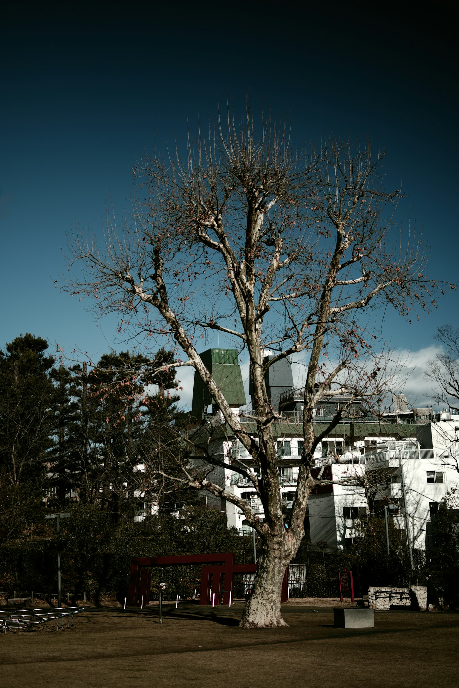 Árbol desnudo contra un cielo azul y un fondo urbano