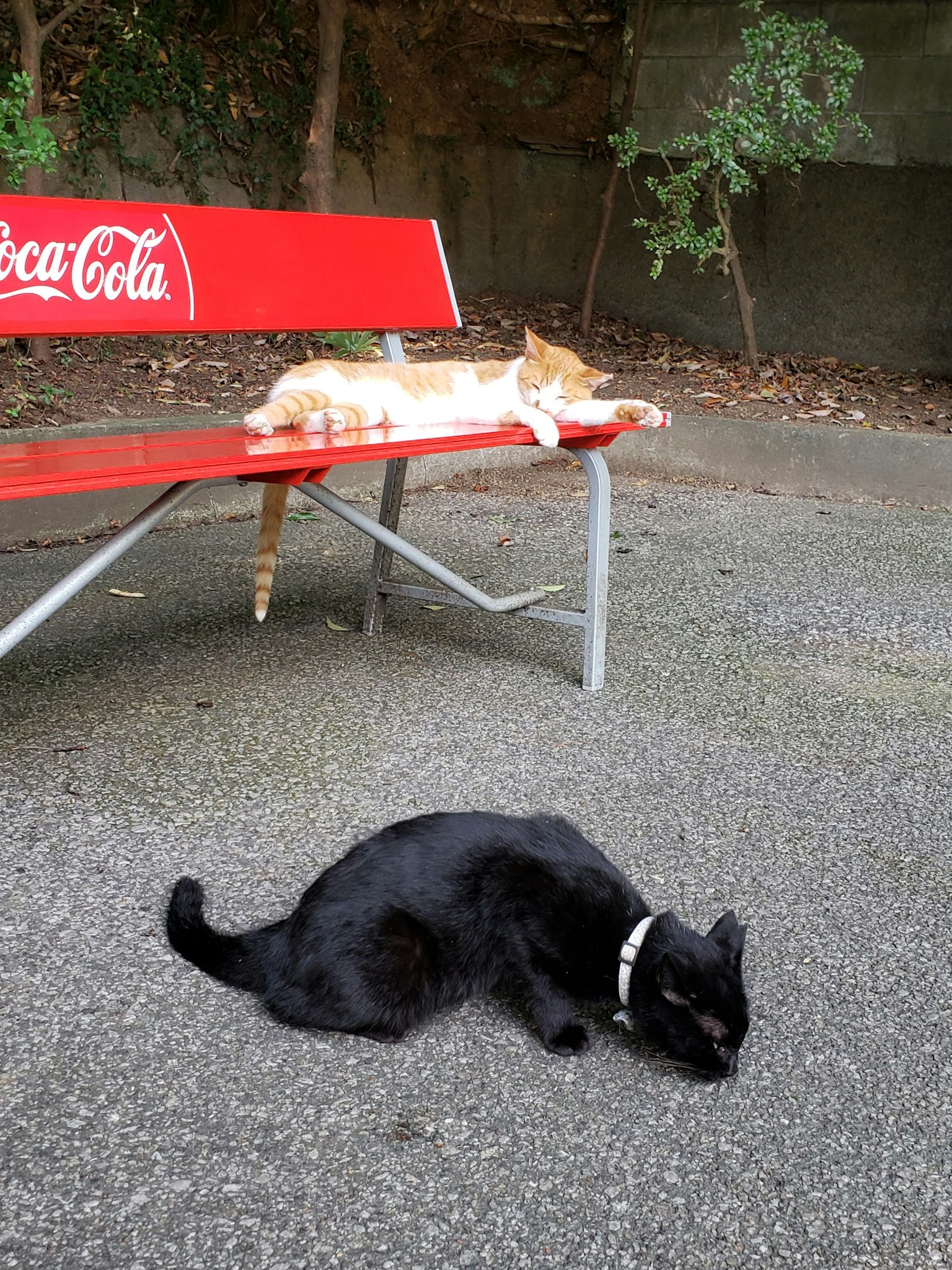 Orange cat lounging on a red Coca-Cola bench with a black cat lying nearby