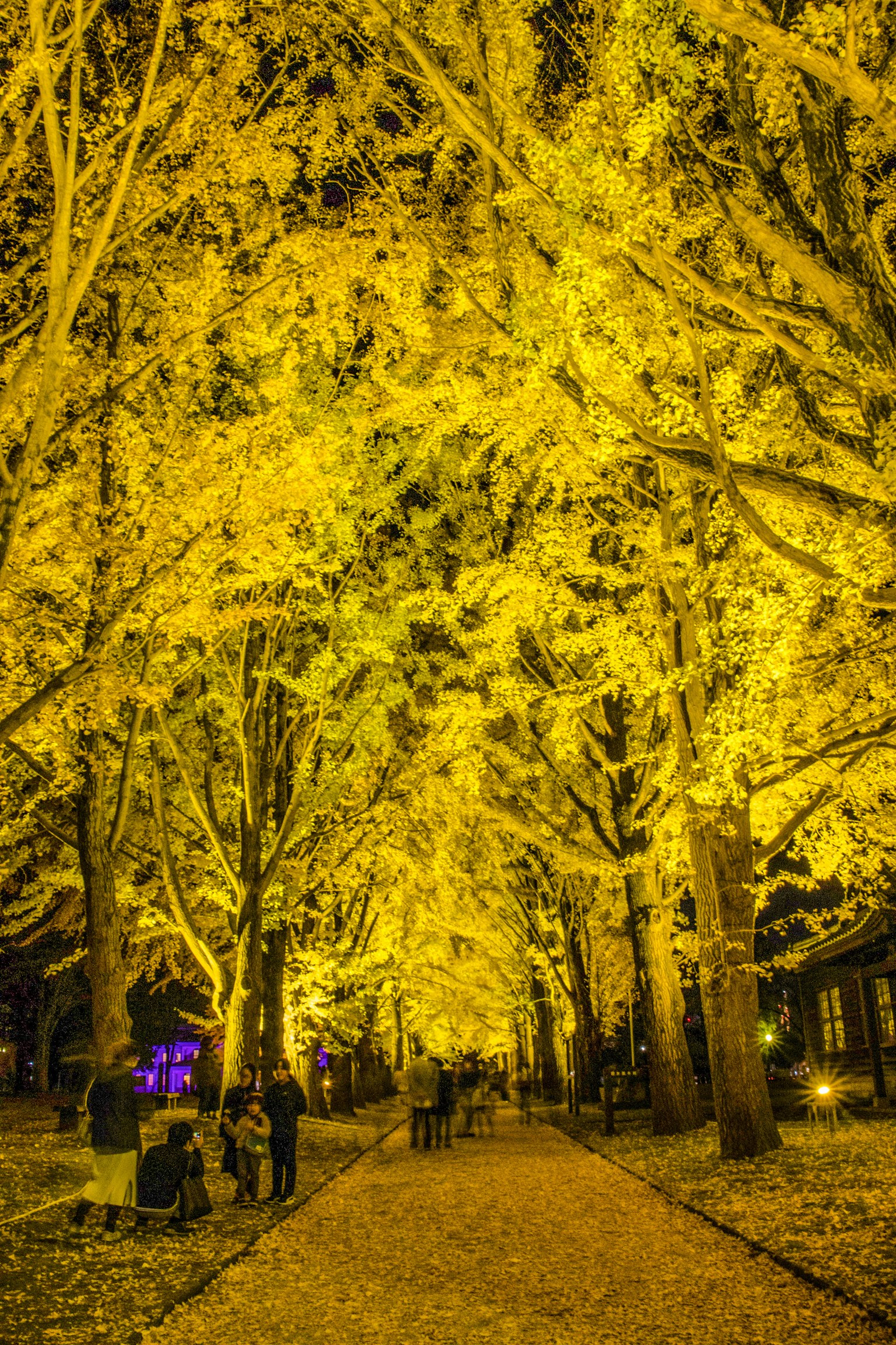 Pathway lined with vibrant yellow trees and people walking